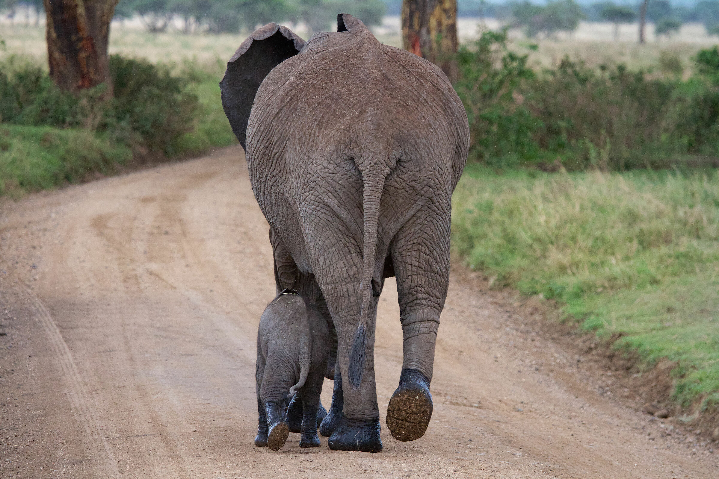 Elephants walking...