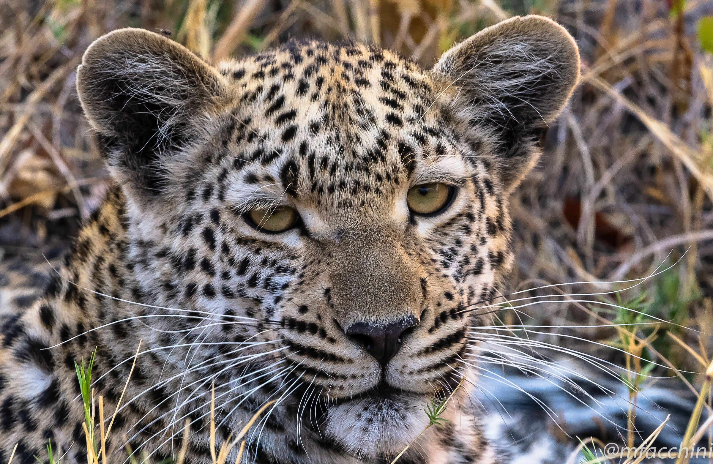 Leopardessa Young/Panthera Pardus...