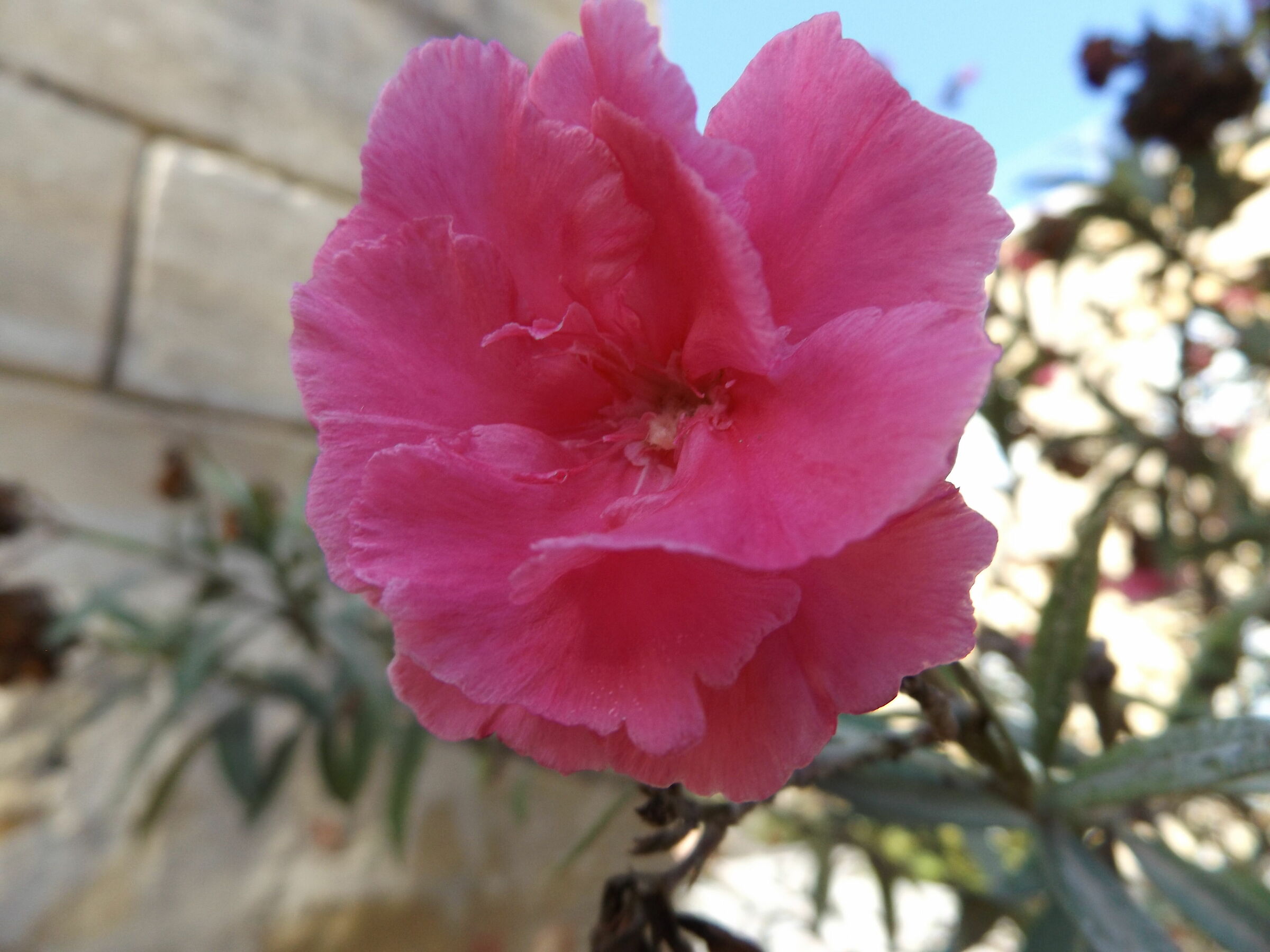 Pink flower...