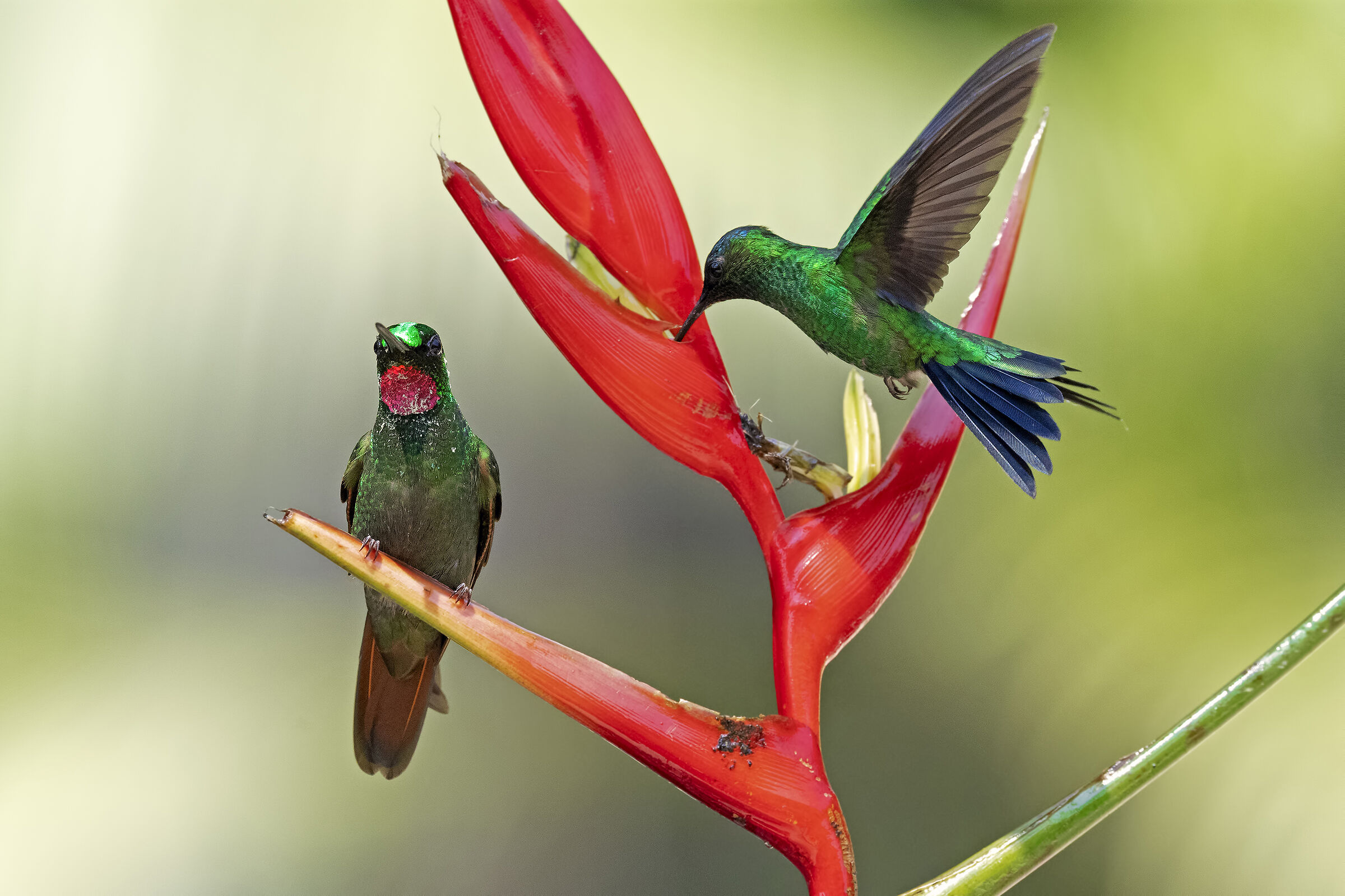 Hummingbirds...