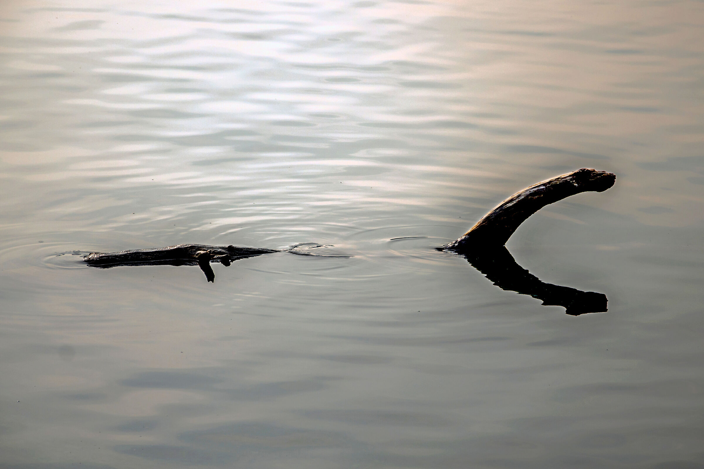 La "Nessie" del lago Ceresio...