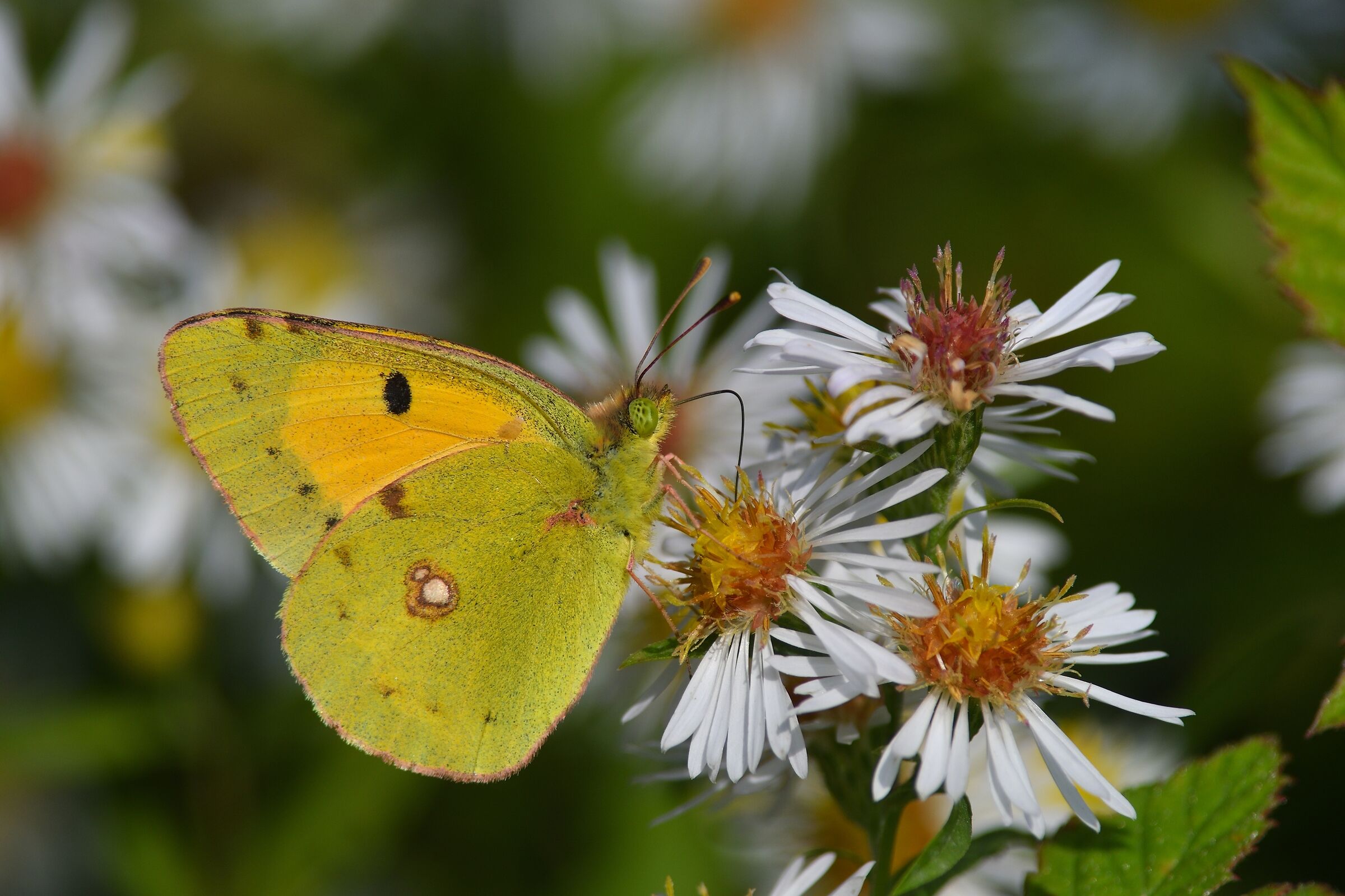 the latest Colias...
