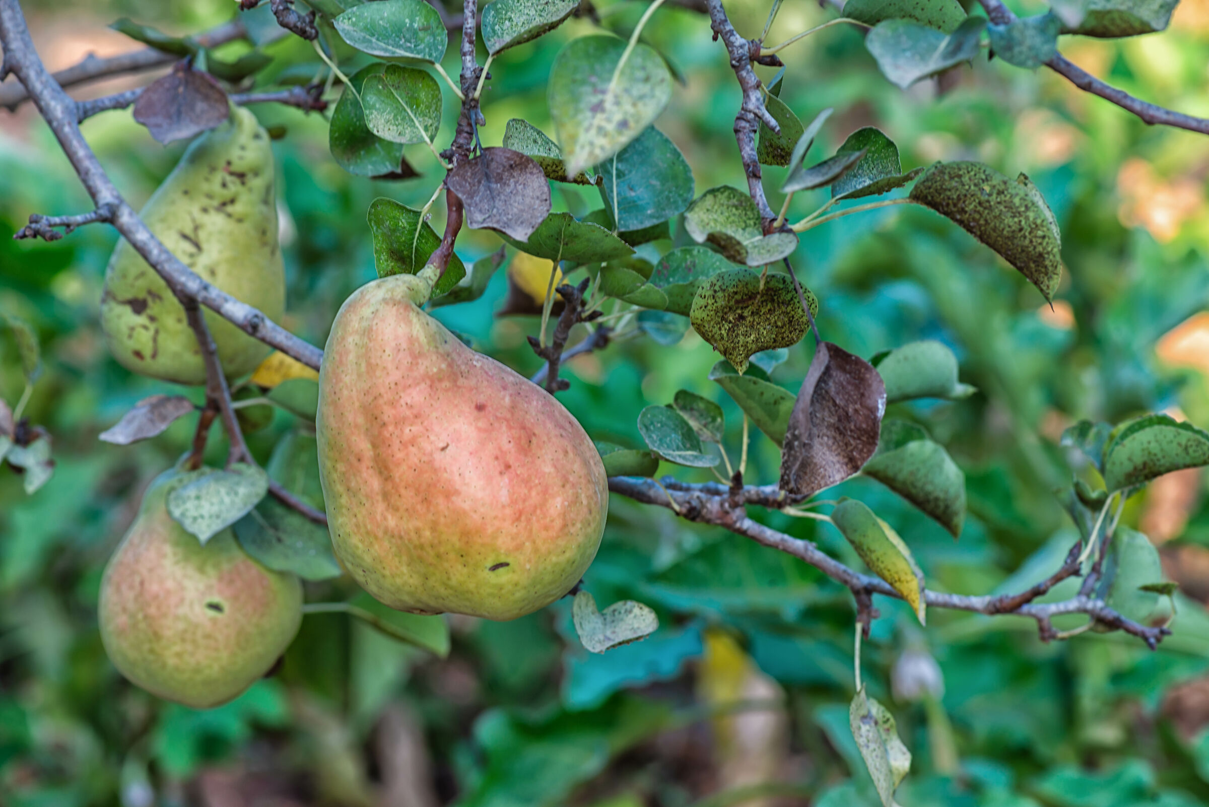 Pears...