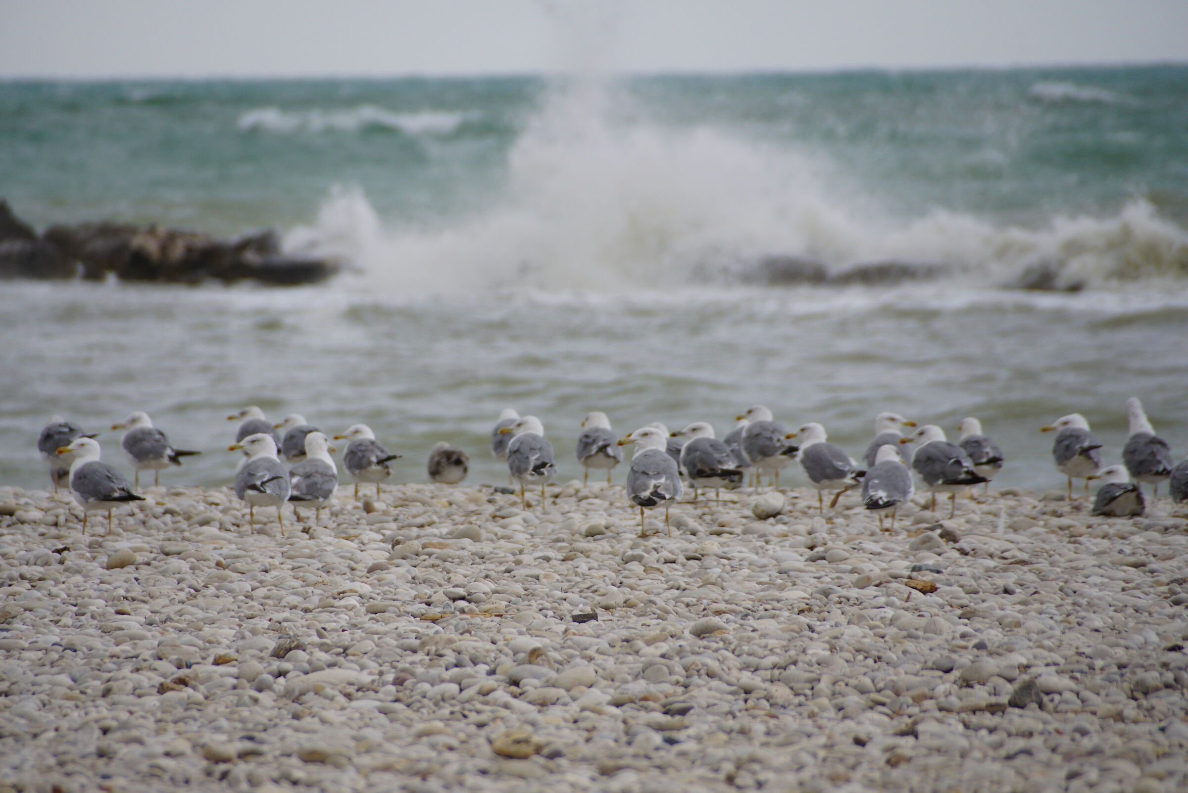 Seagulls...
