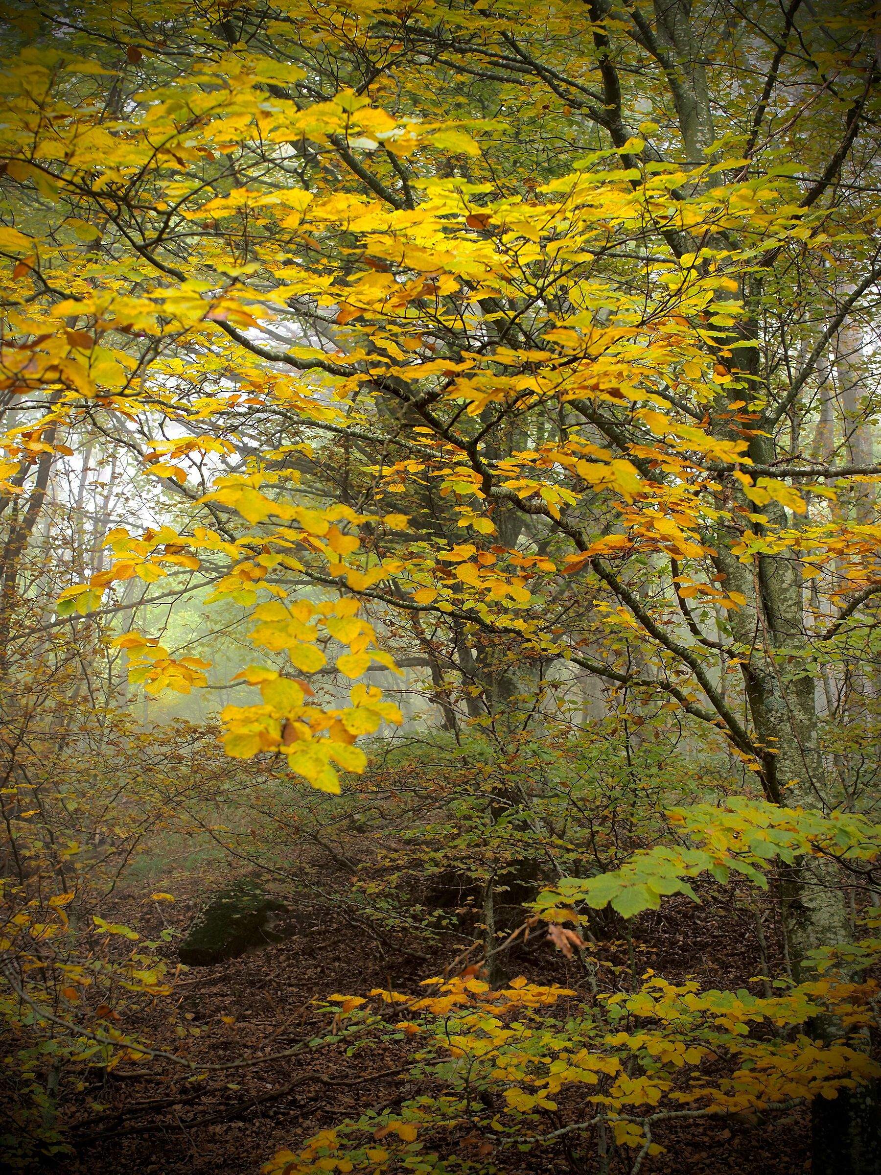 Autumn-clad trails...