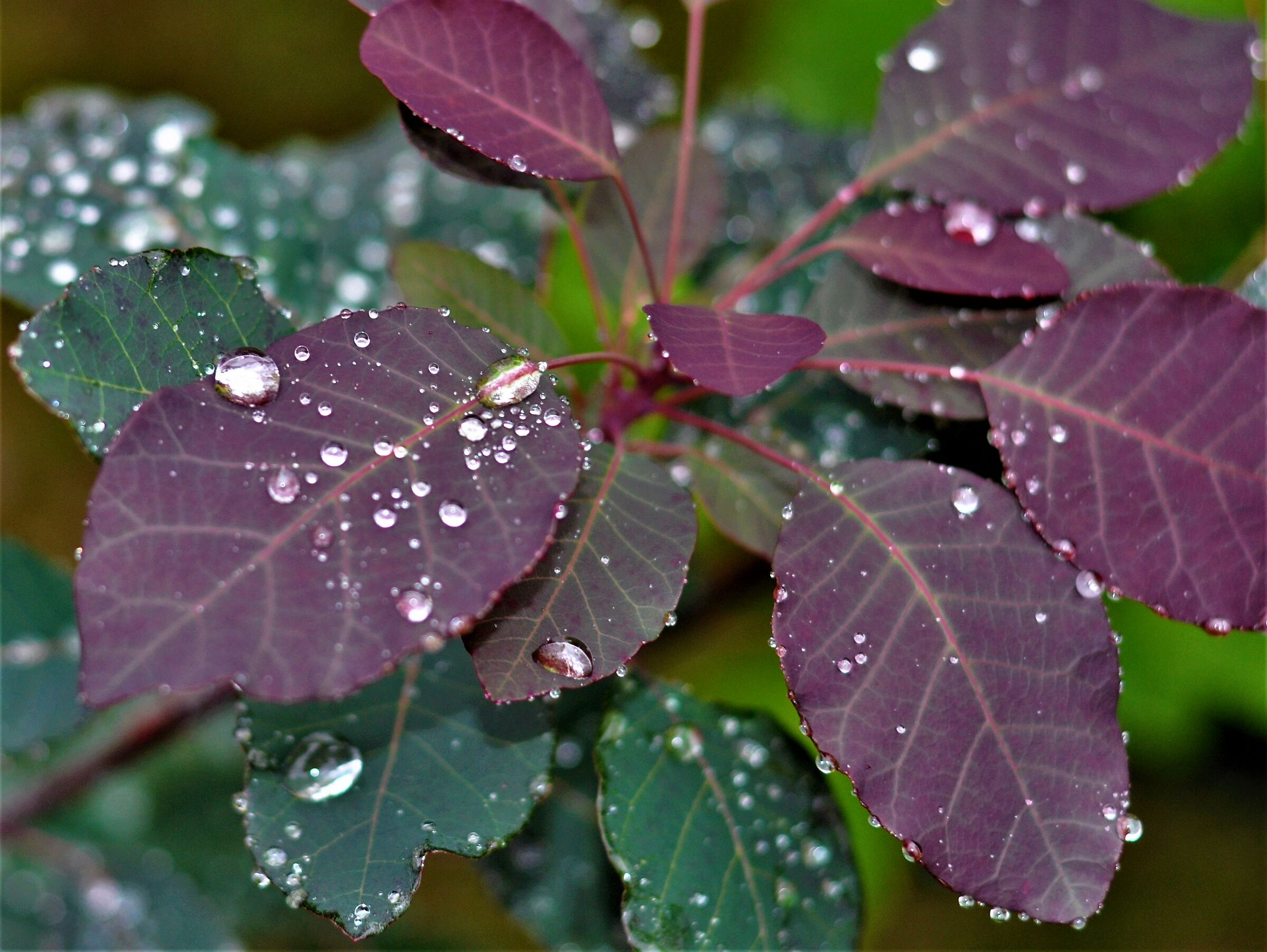 ... raindrops almost an embroidery... on the leaves...