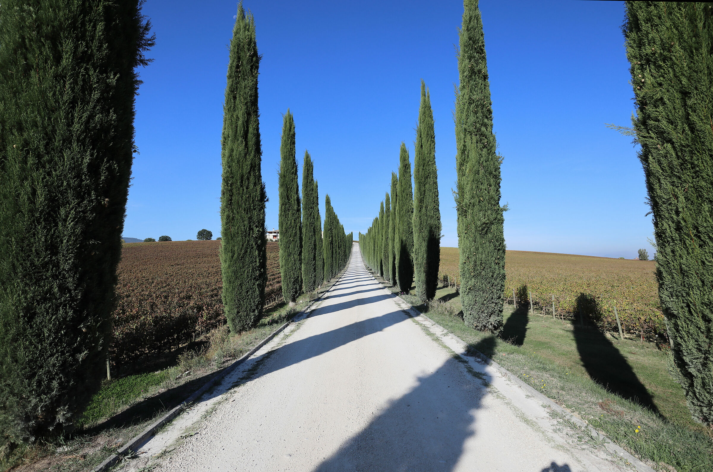 Cypress avenue in the vineyards of the sagrantino...