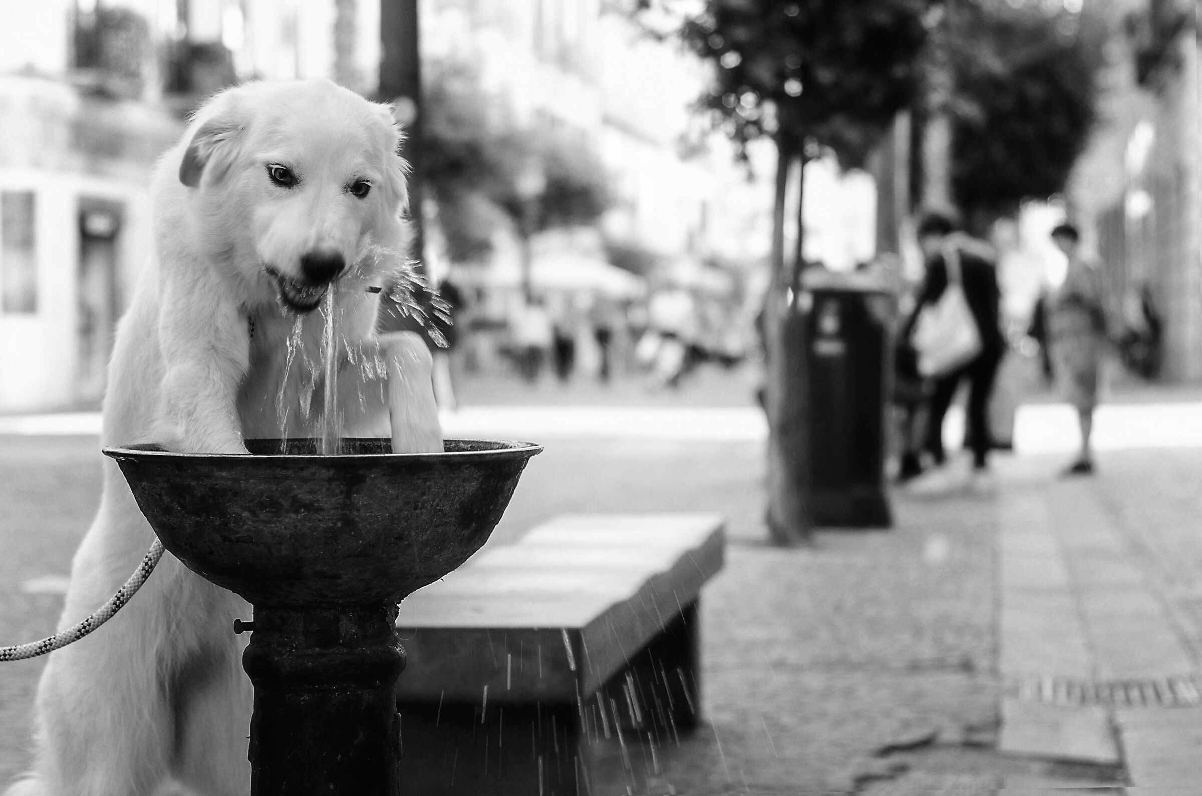 Dog street photography...