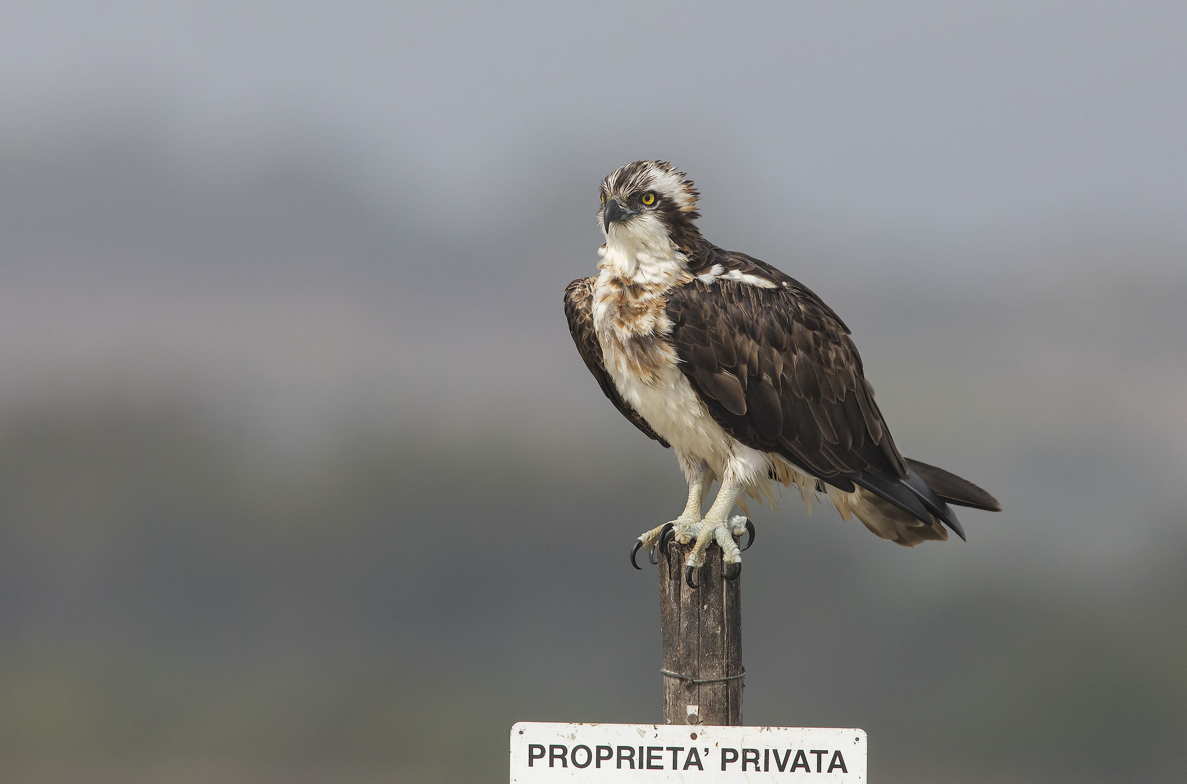 osprey (pandion haliaetus)...