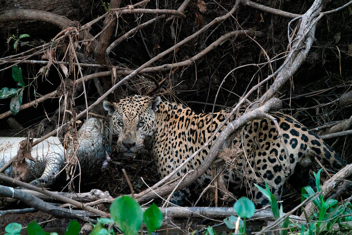 The jaguar and caiman 2...