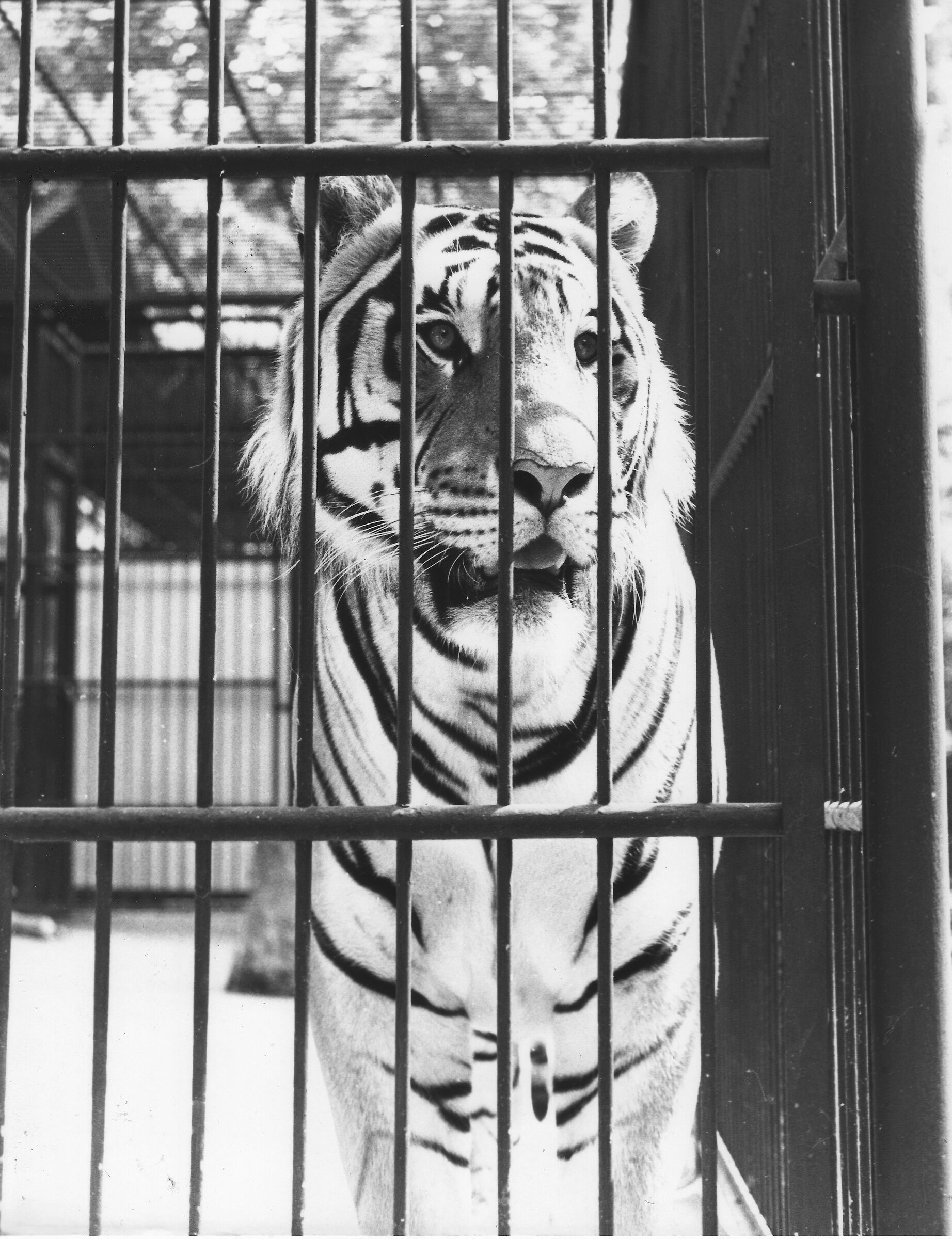 Tiger Jul.1979...