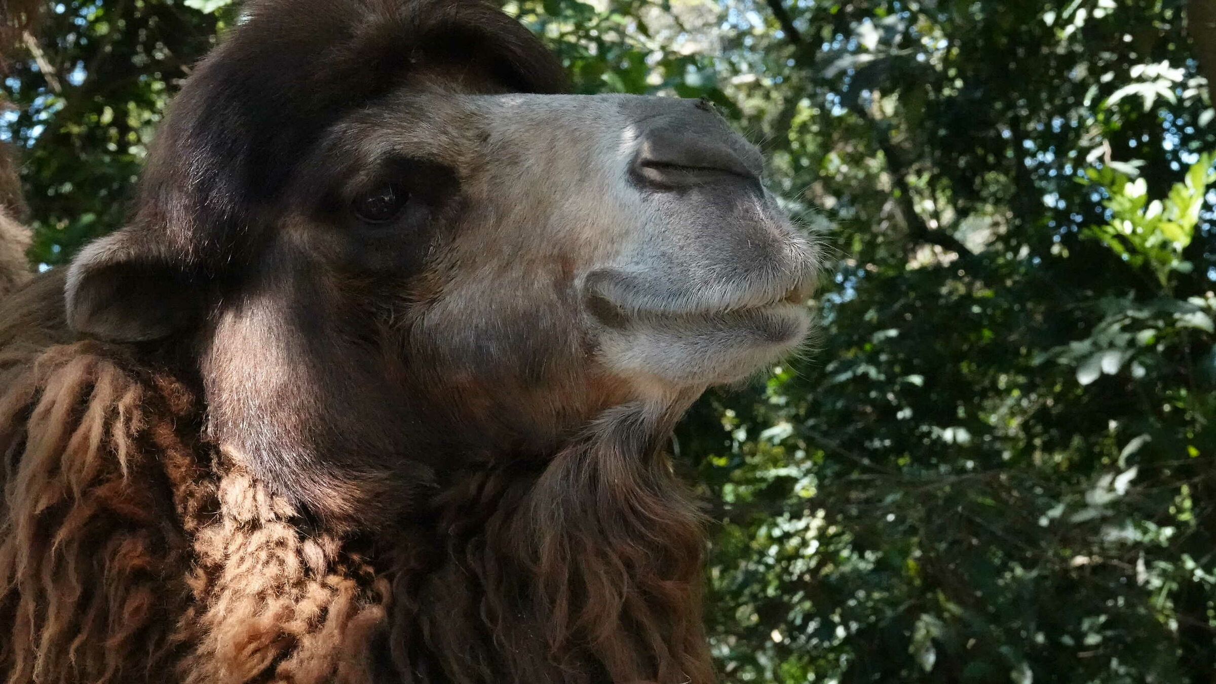 Camel in Brazil...