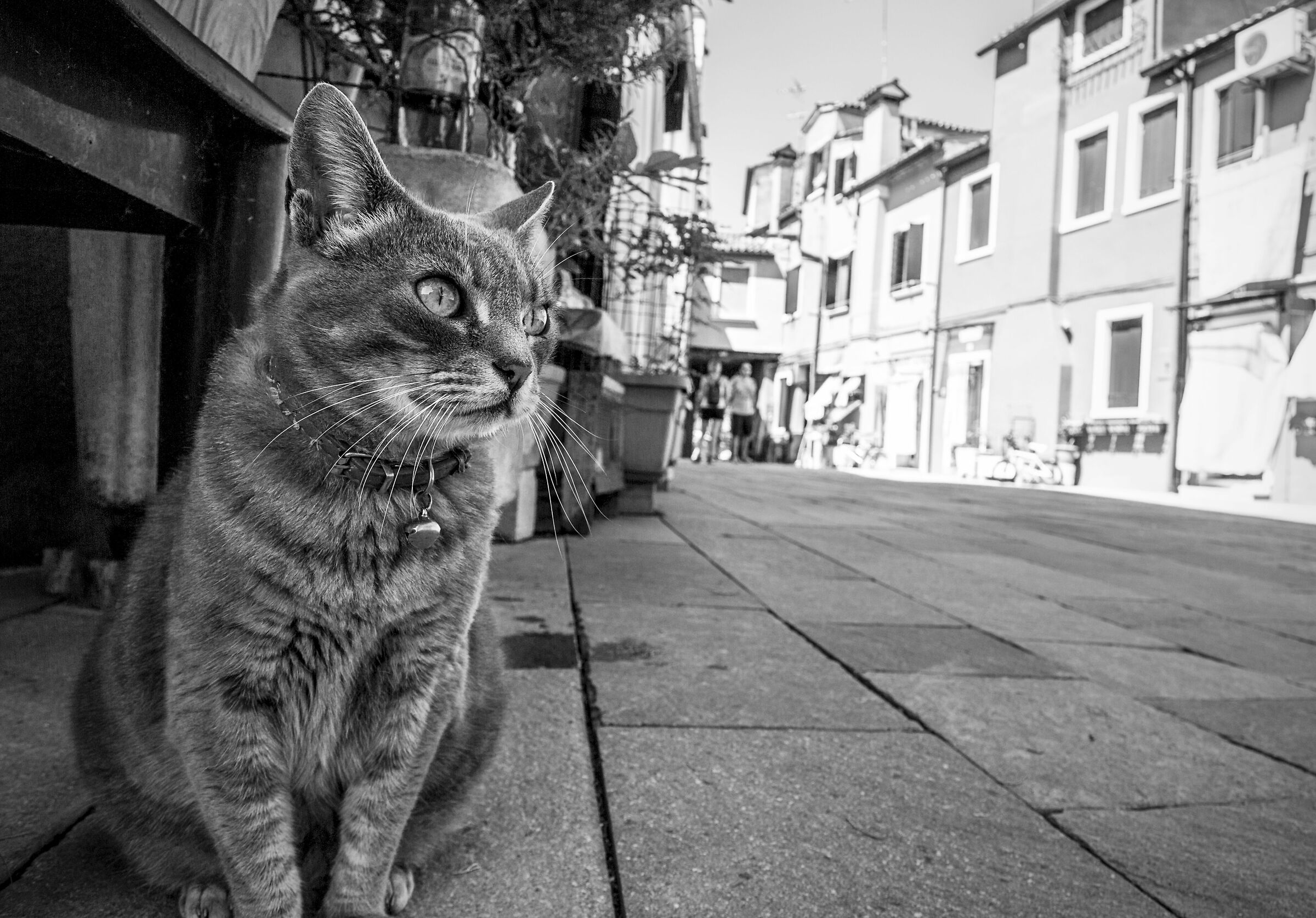 Street cat...