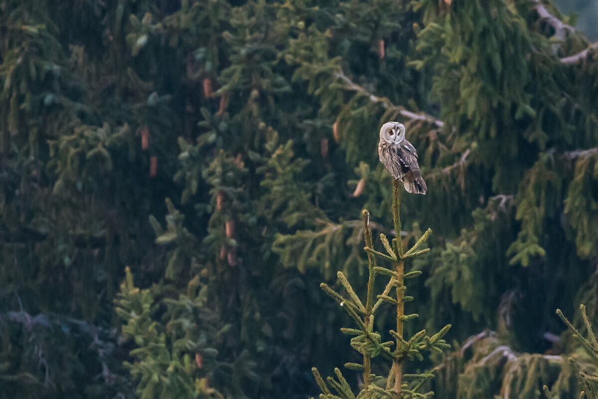 Common Owl (Asio otus)...