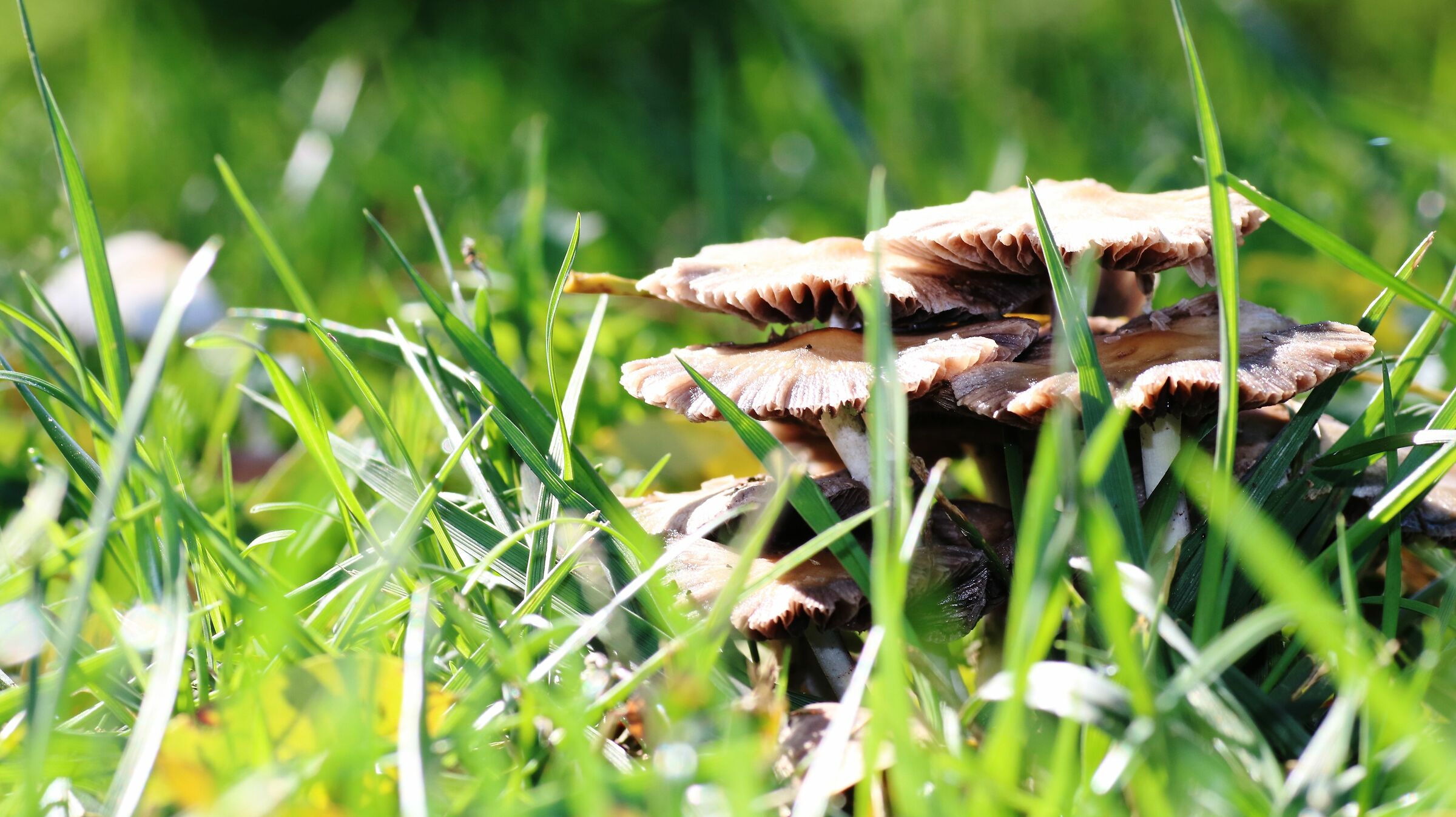 mushrooms/grass...