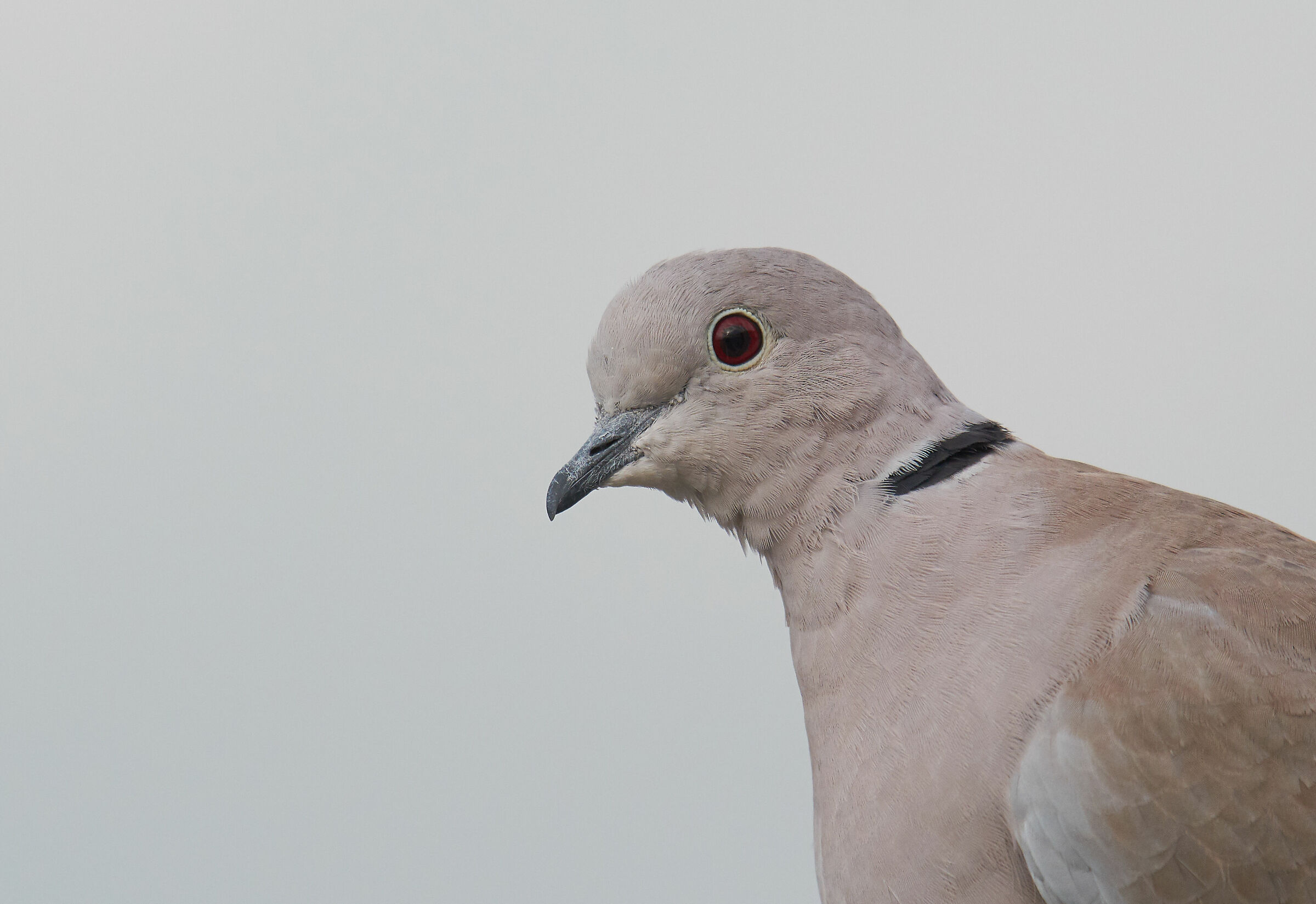 Eurasian collared dove...