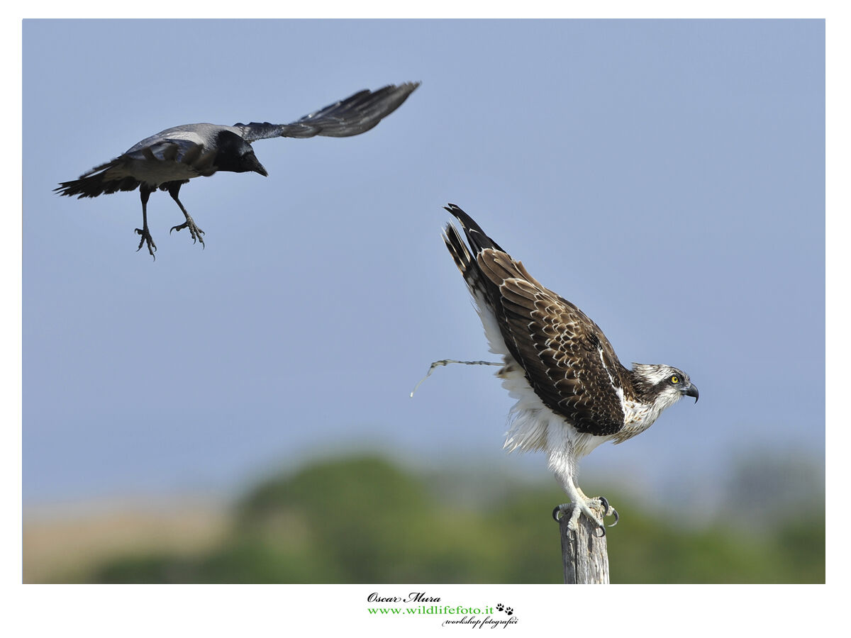 Falco Pescatore, Osprey...