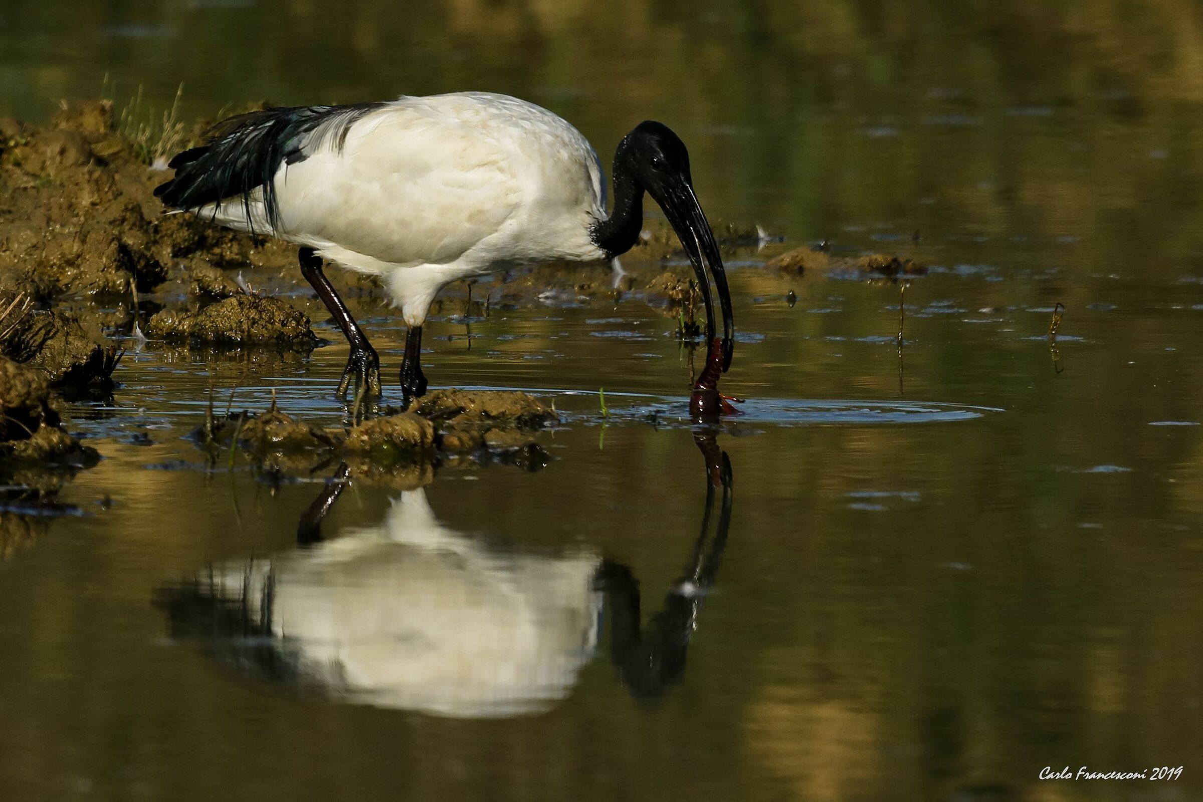 An increasingly hungry Ibis...