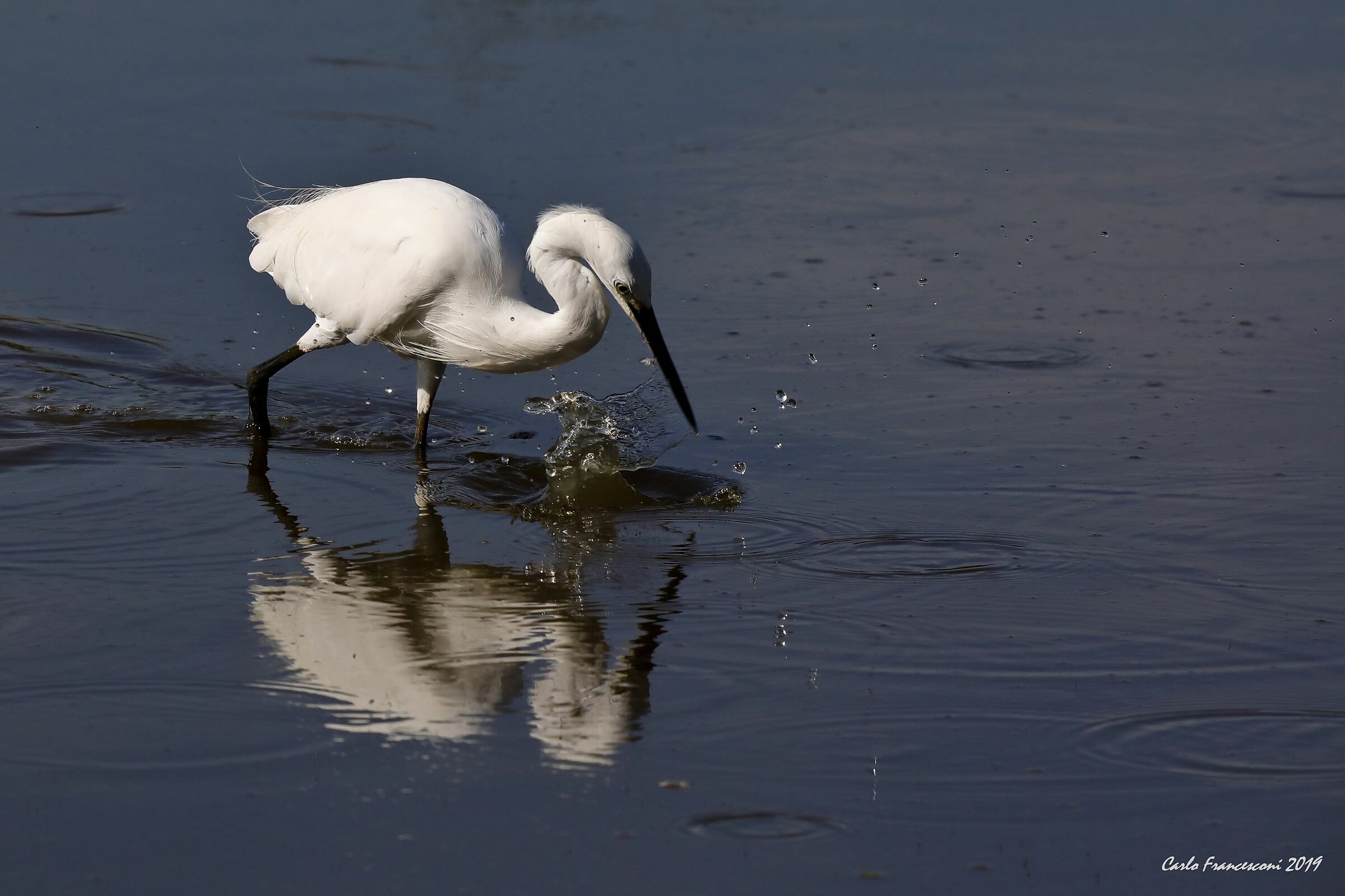Egrets in hunting...