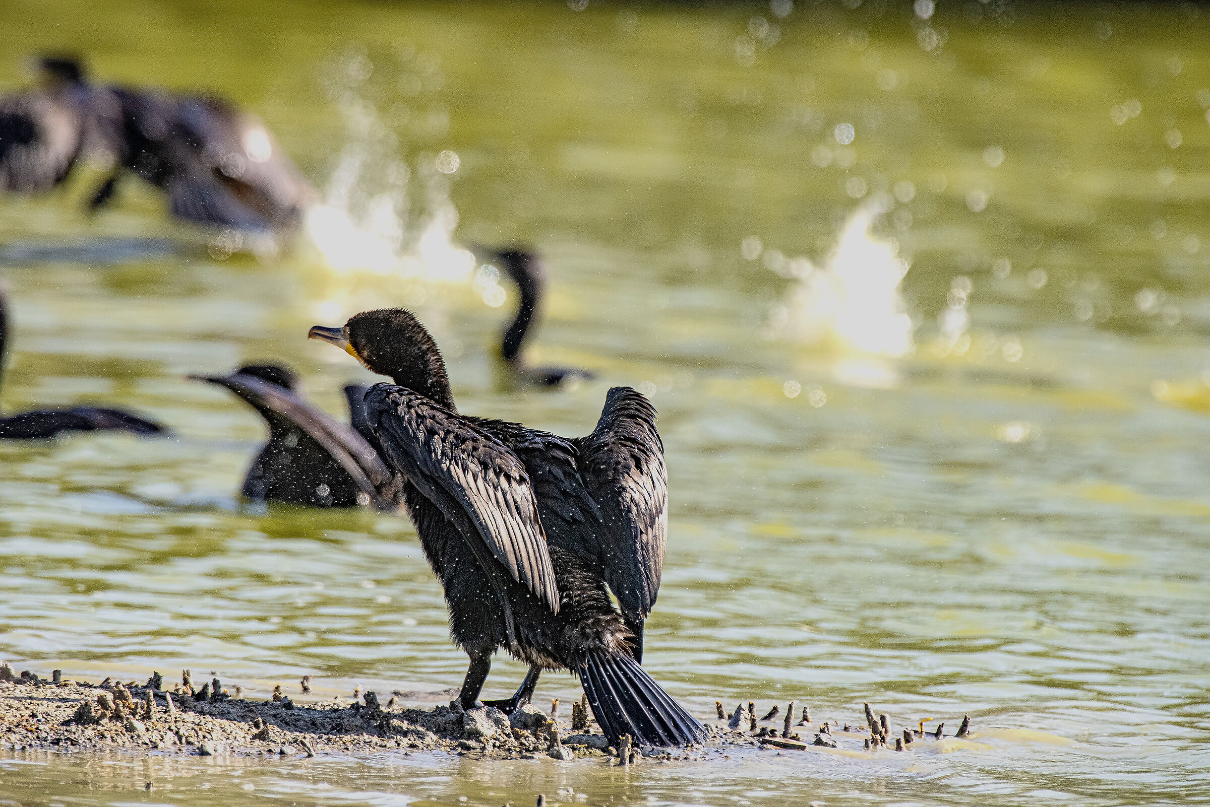 Batting cormorants...