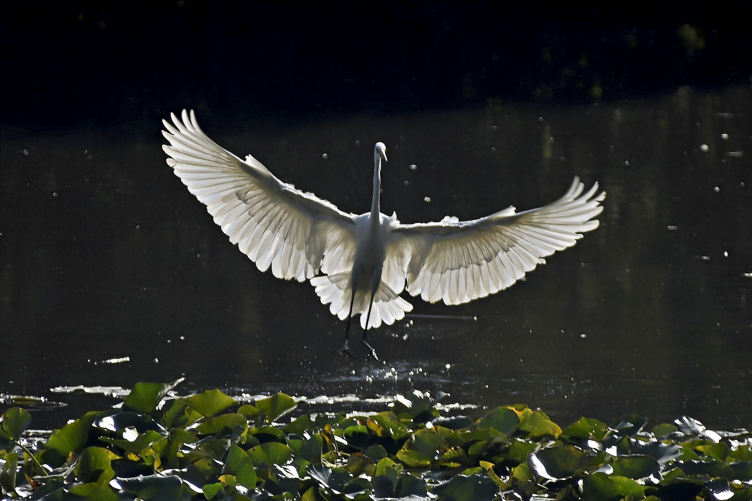 backlight of the greater white heron...