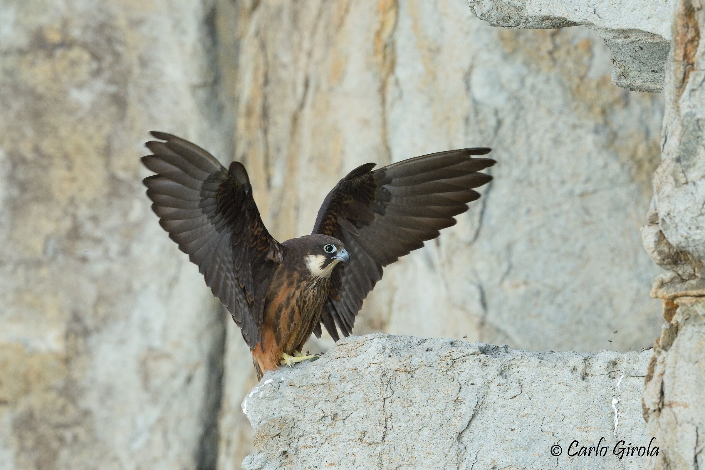 Falco della regina (Falco eleonorae)...