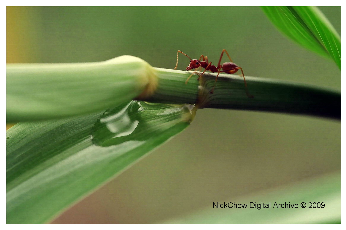 Weaver ant...