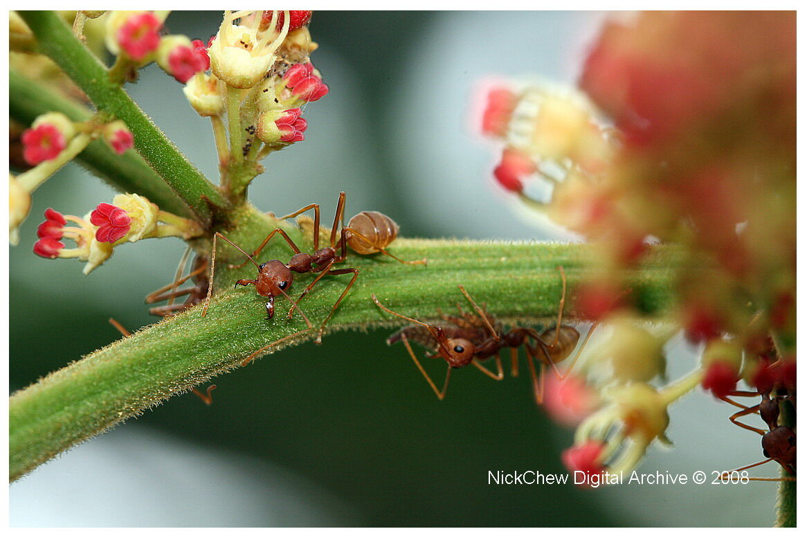 Weaver ants guarding lychee flowers...