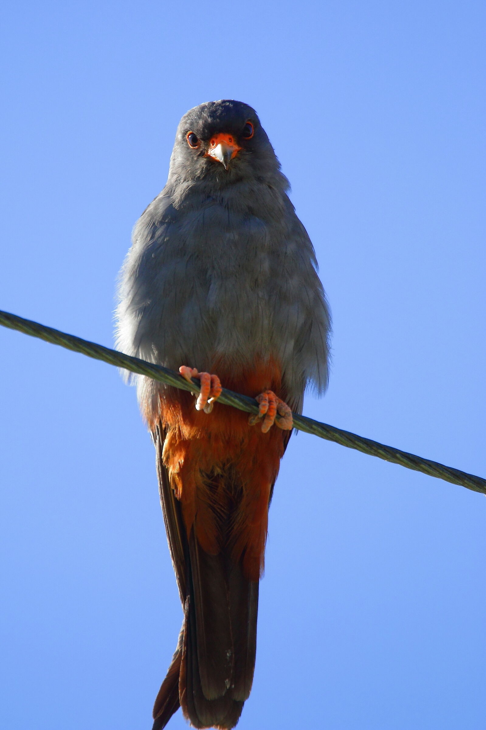 Male cuckoo falcon...
