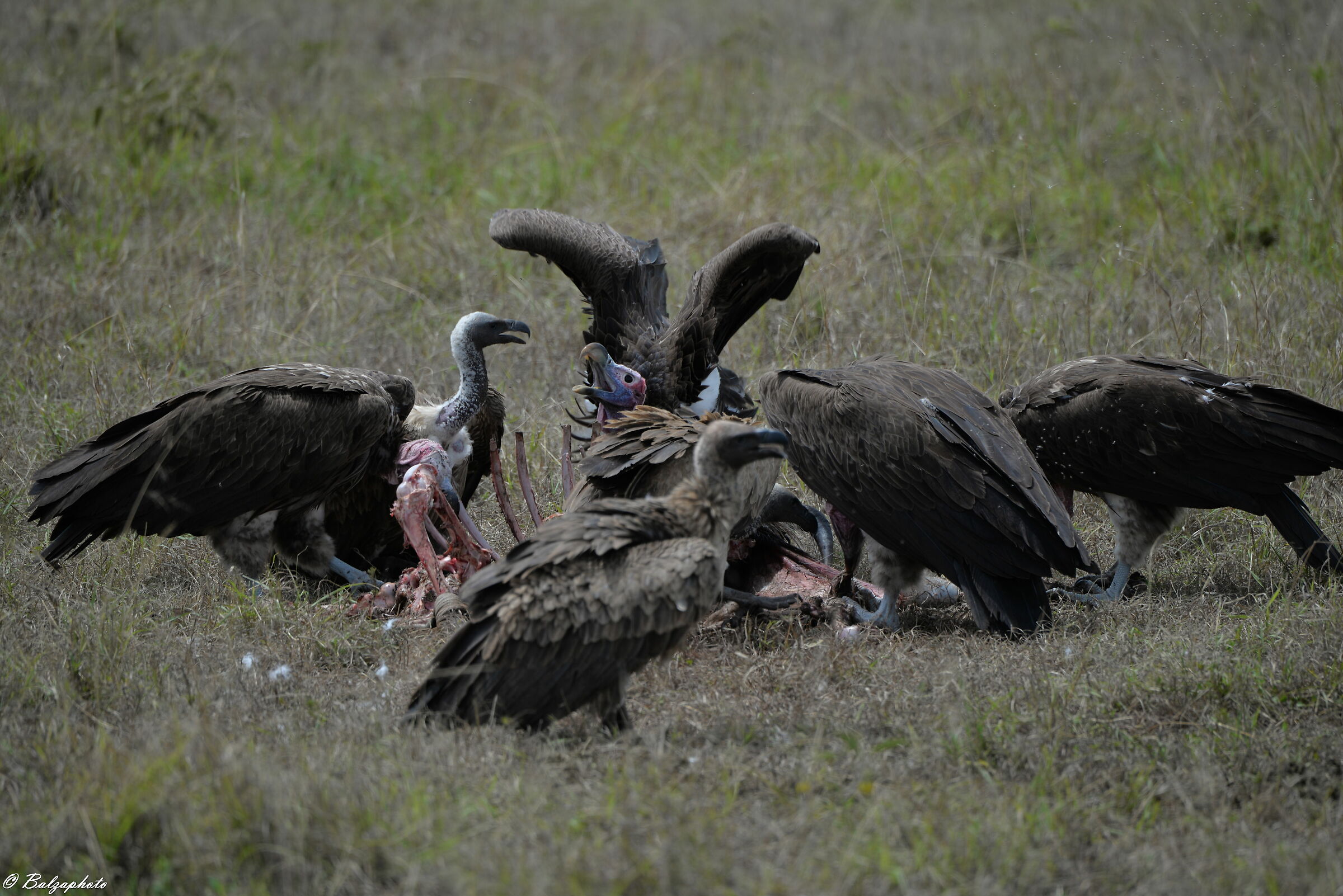 Vultures at risk of extinction ...