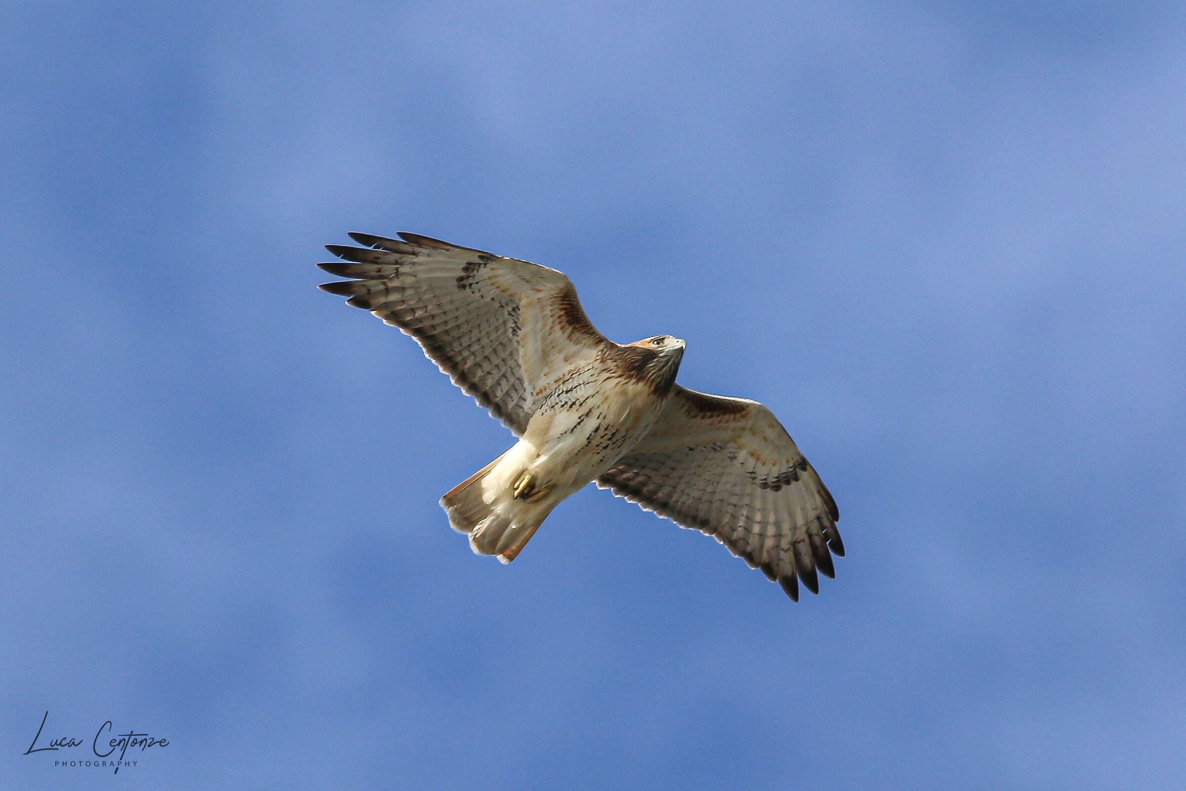 Red Tailed Hawk (Buteo jamaicensis)...