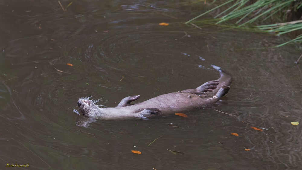Otter in relaxation...