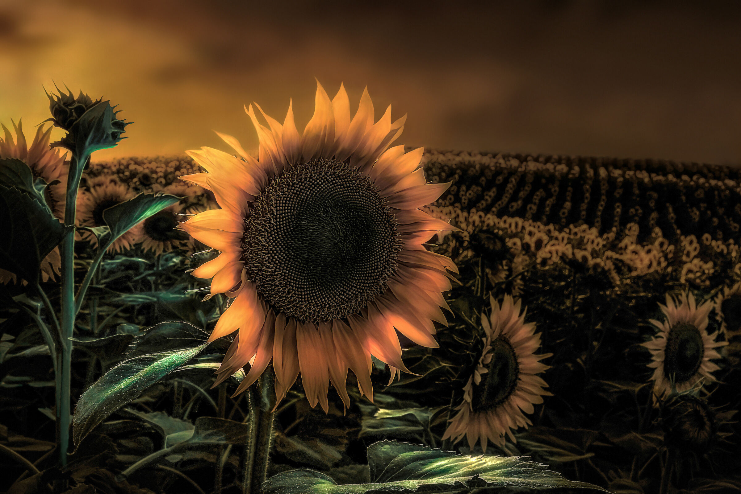 Sunflowers after dark...