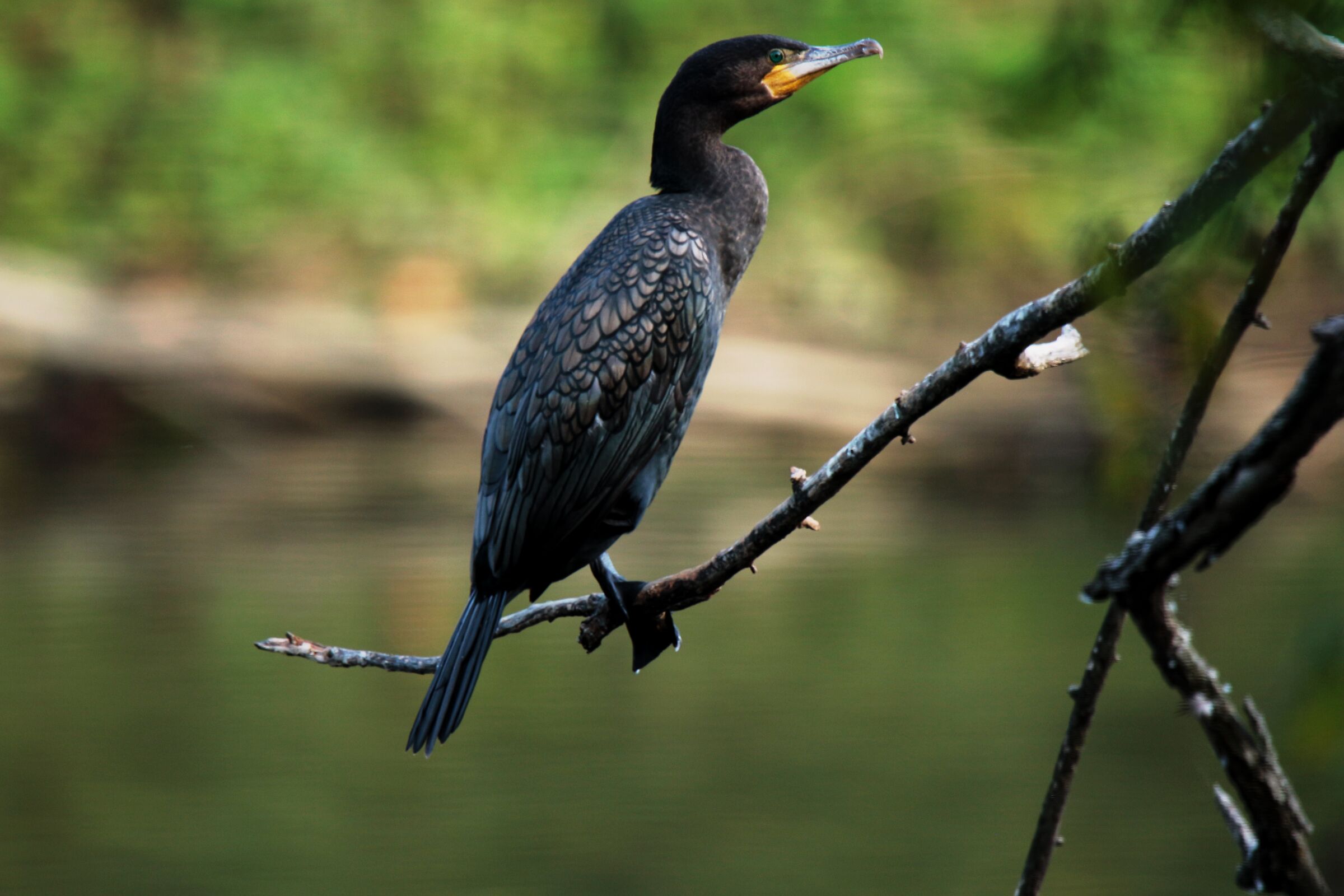 the cormorant waiting you look around...