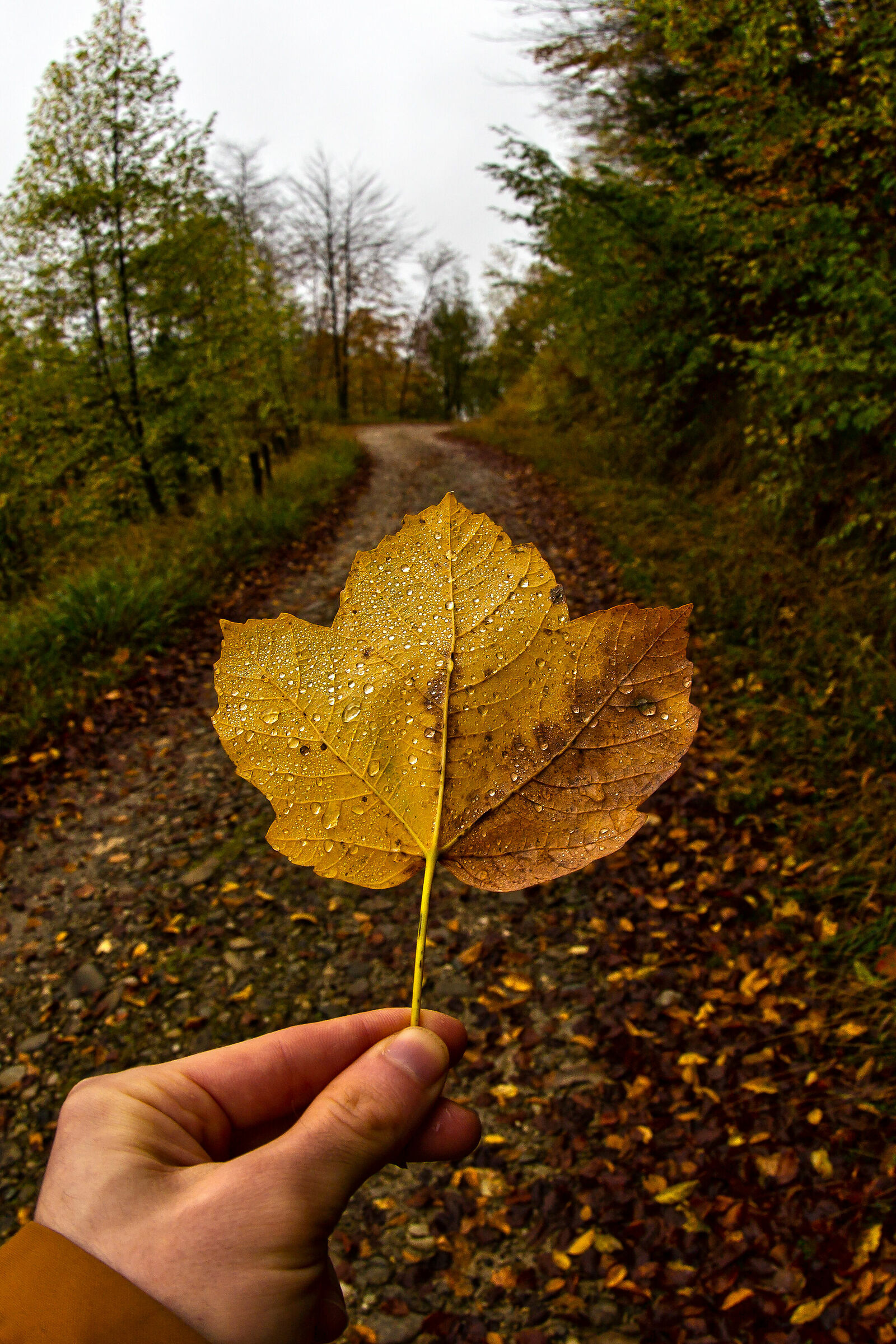 Maple Leaf...