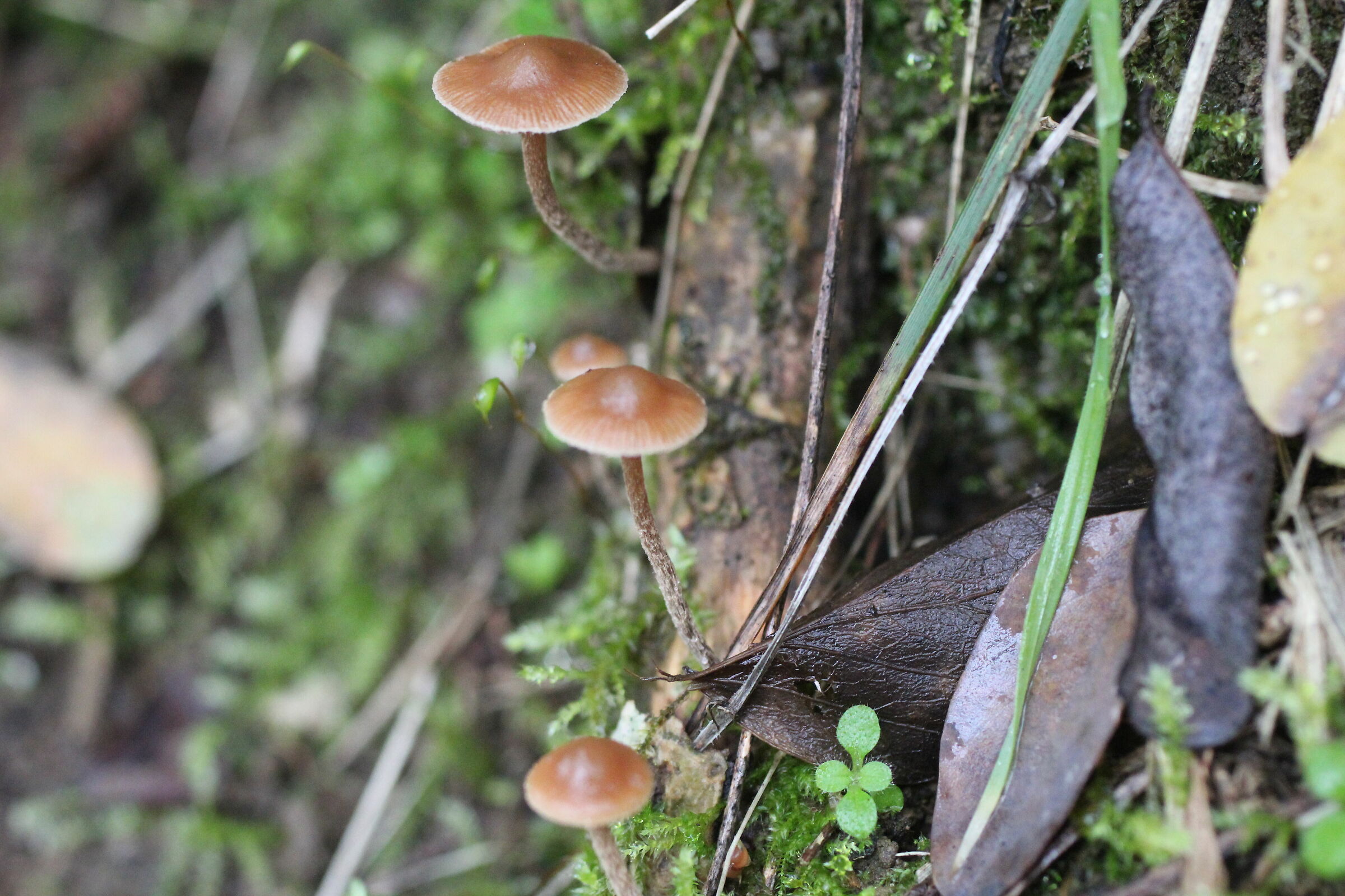 Mini funghi...