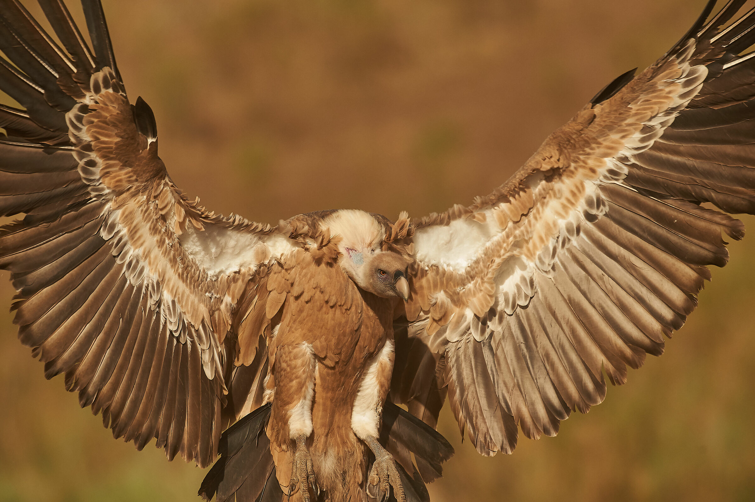 Landing of a Griffon Vulture...