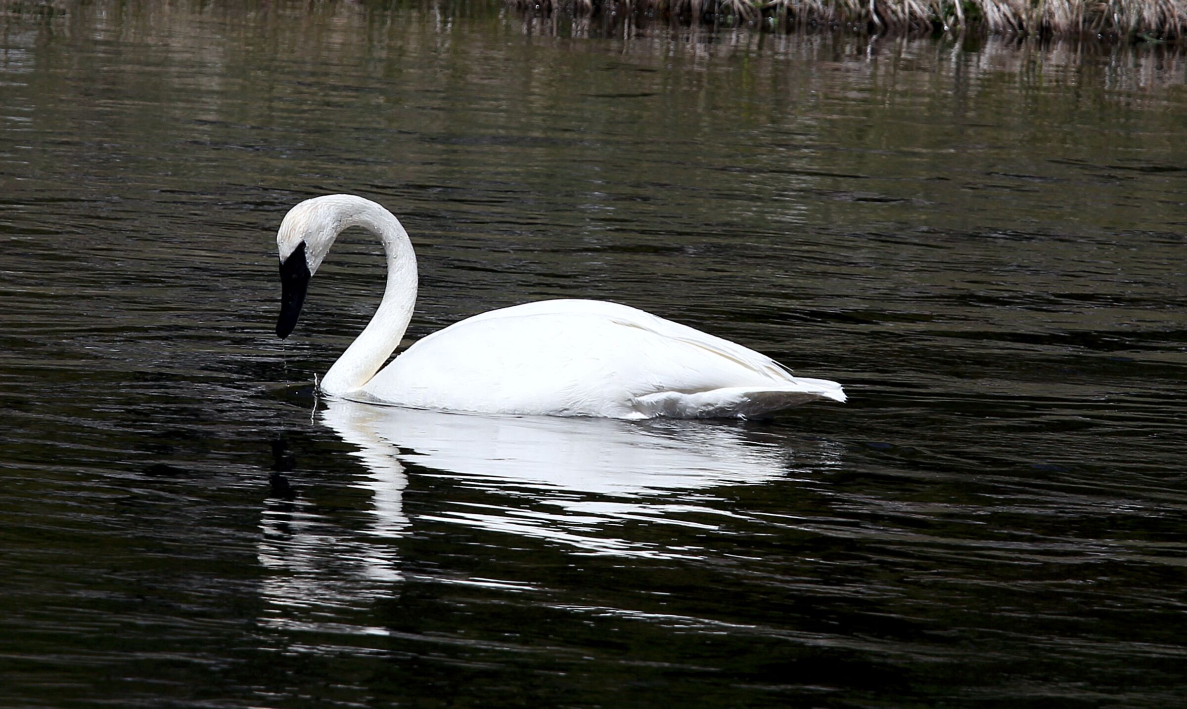 Swan, Yellostone park...