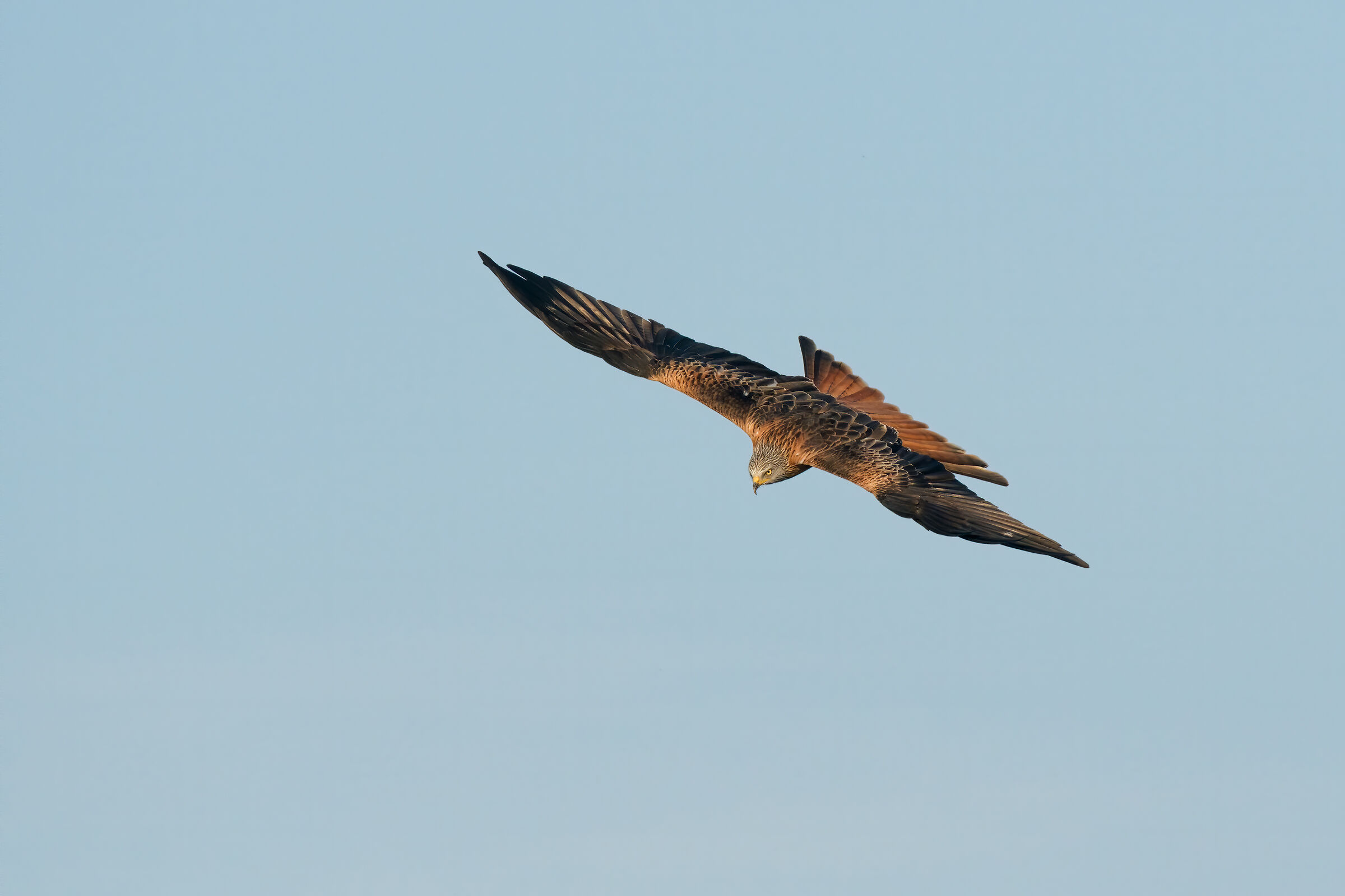 Royal kite (Milvus milvus)...