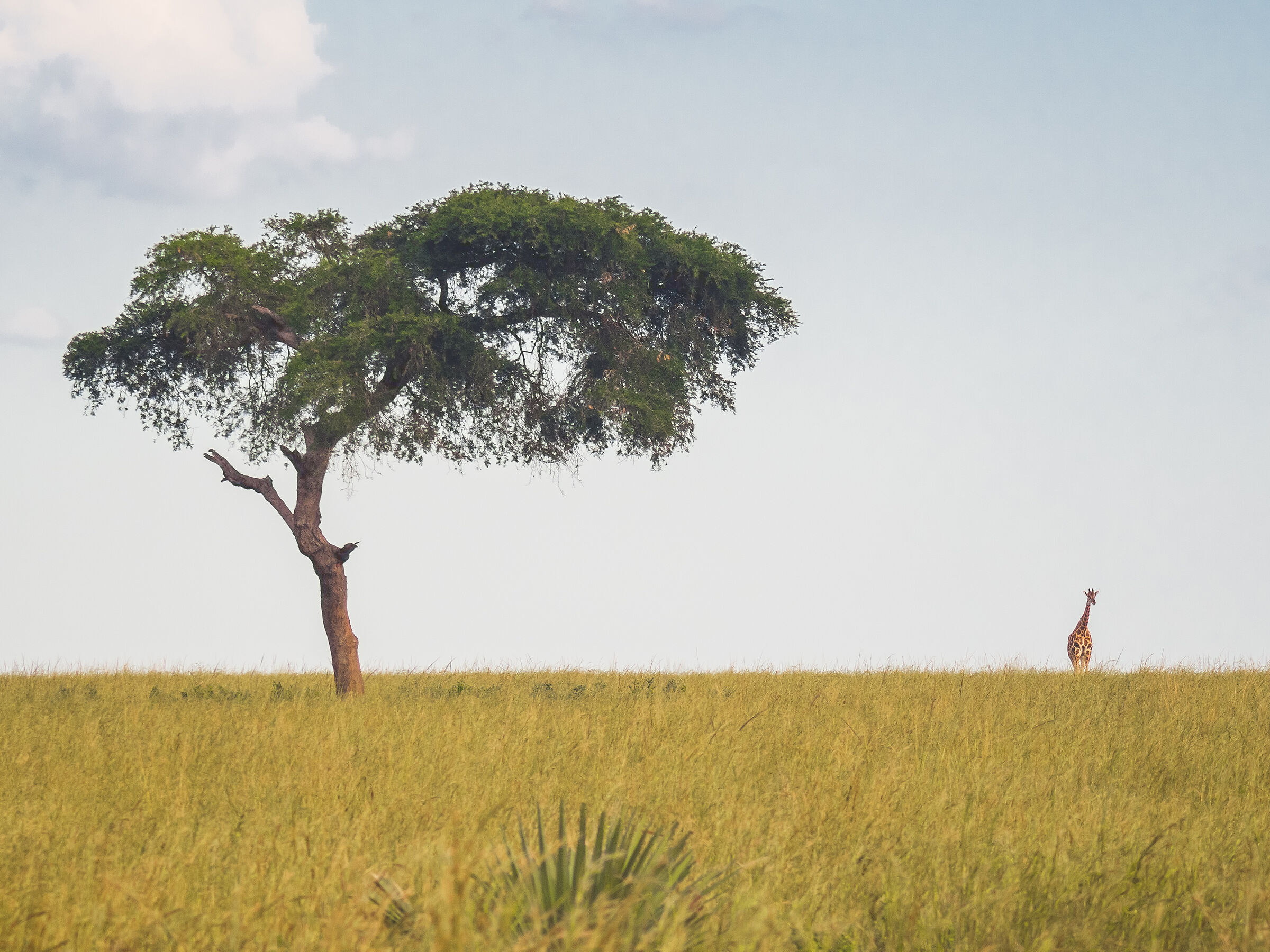 Giraffe - Murchison Falls Park...