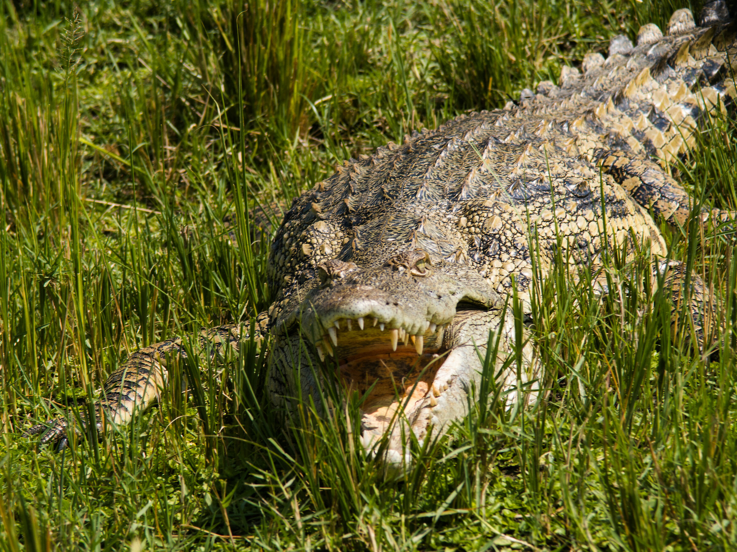 Crocs - Murchison Falls Park...