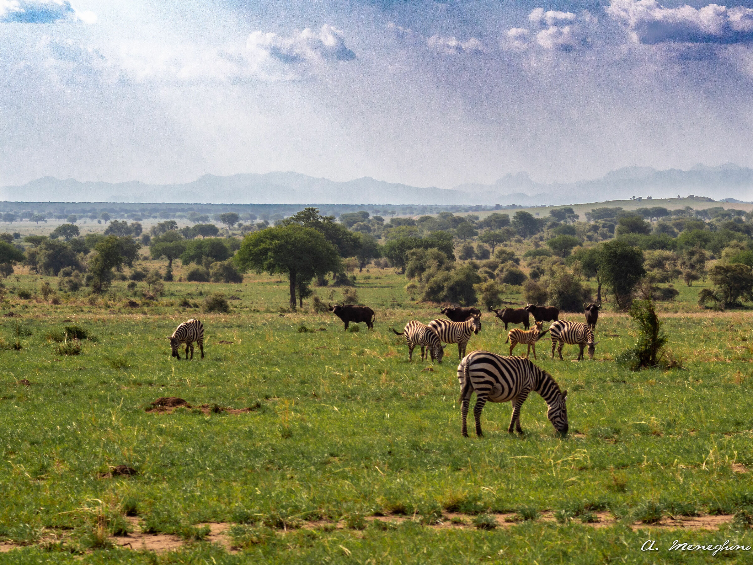Zebras - Kidepo National Park...