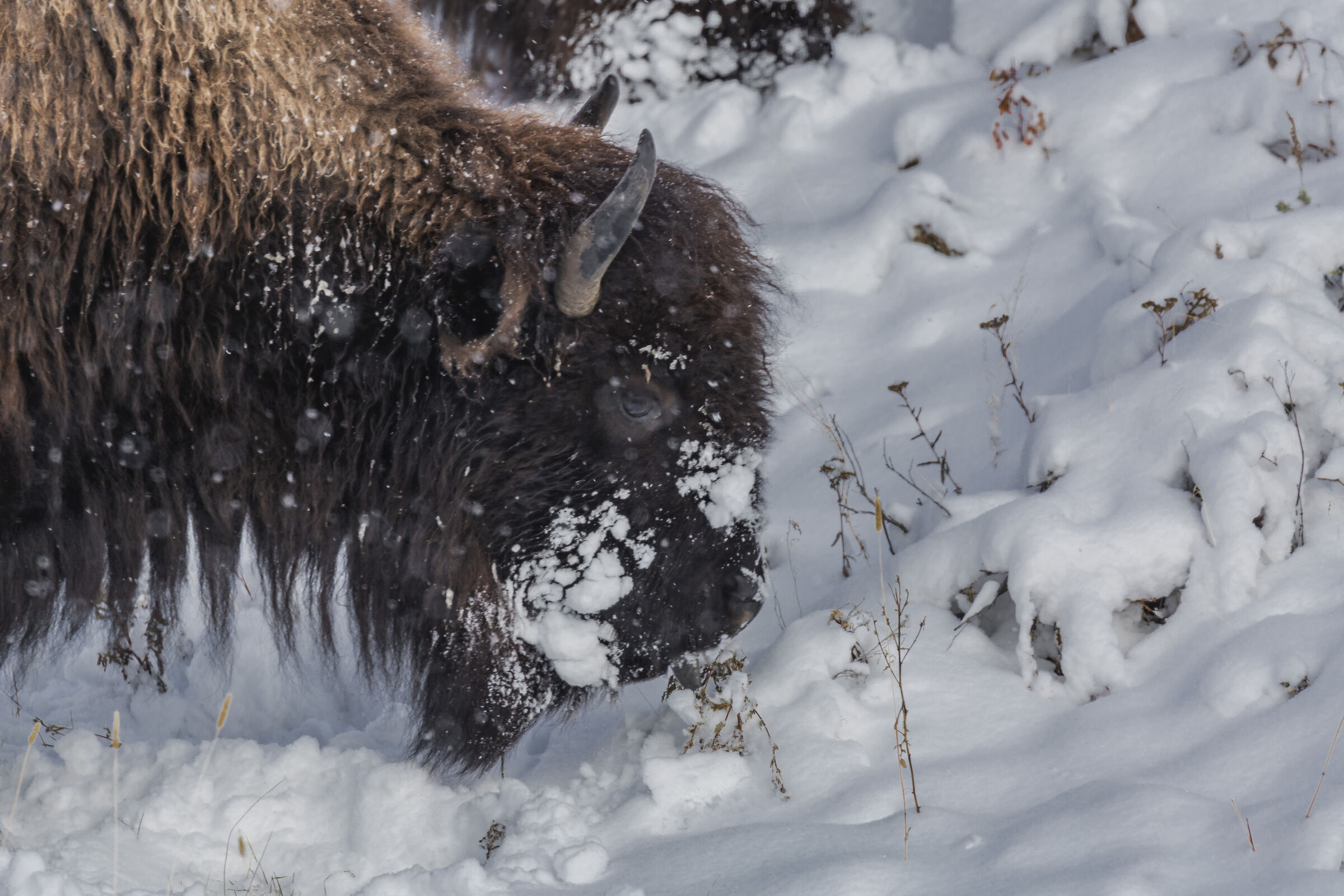 Bison in the snow...