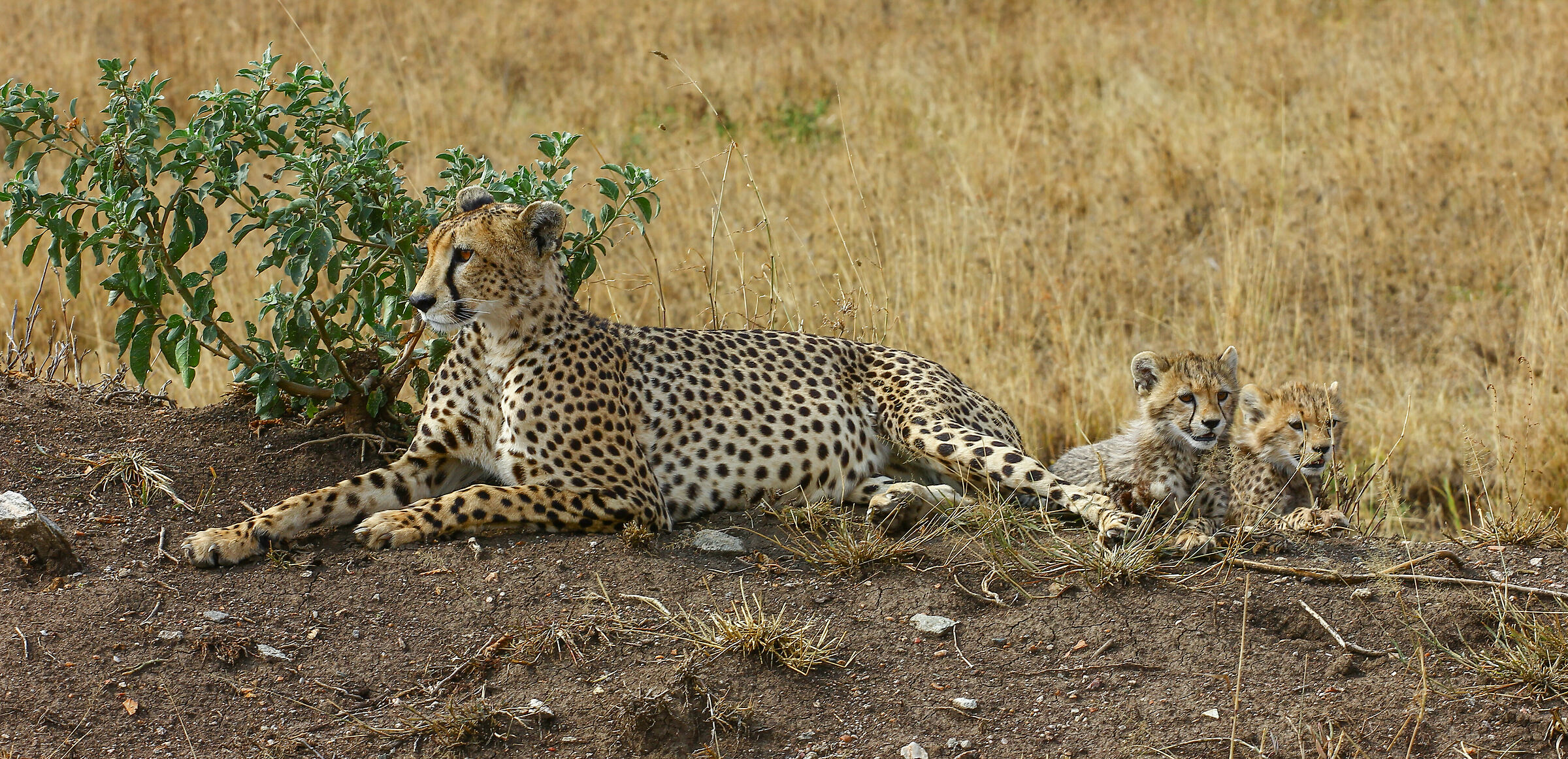 Cheetah with offspring...