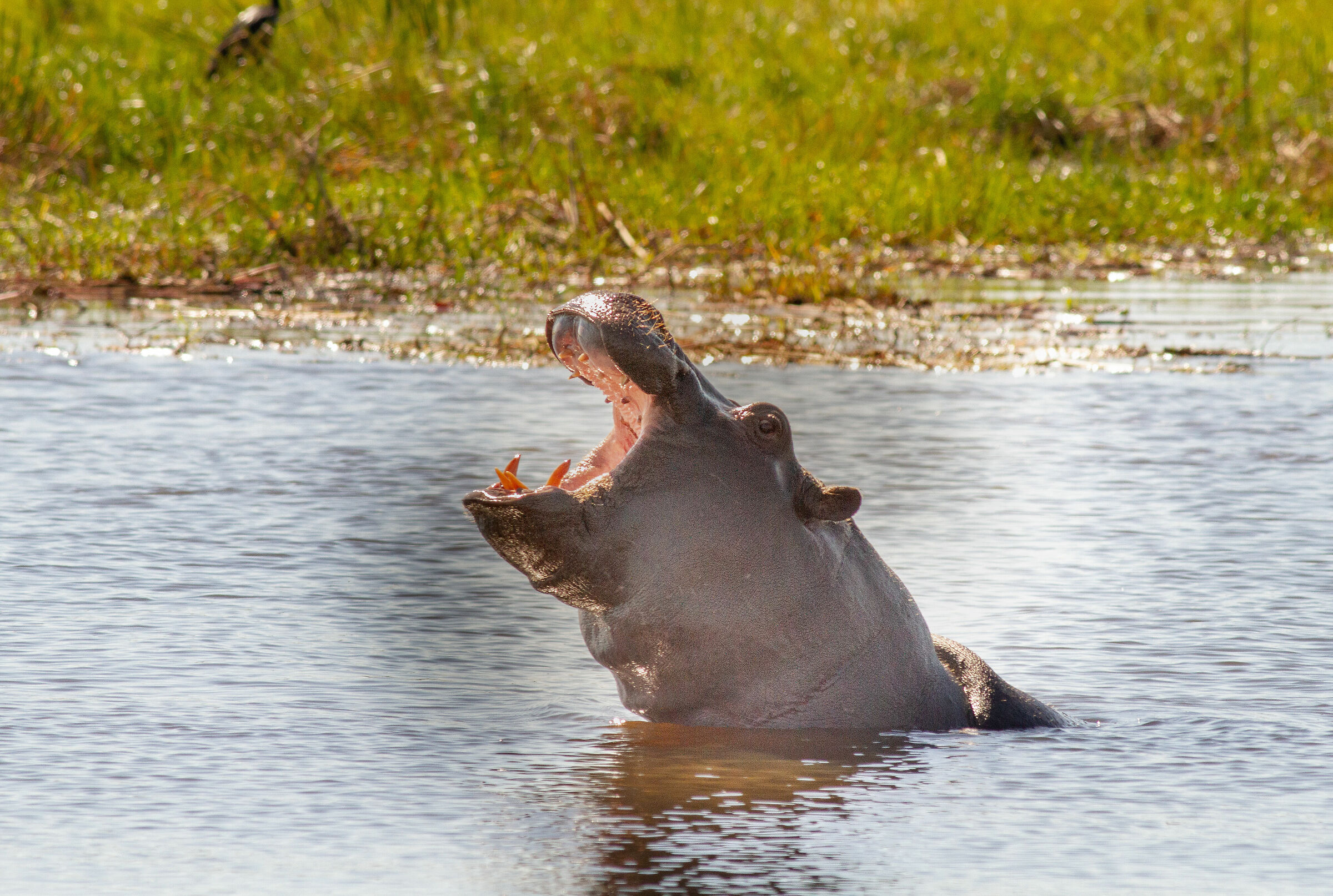 Hippo yawn...
