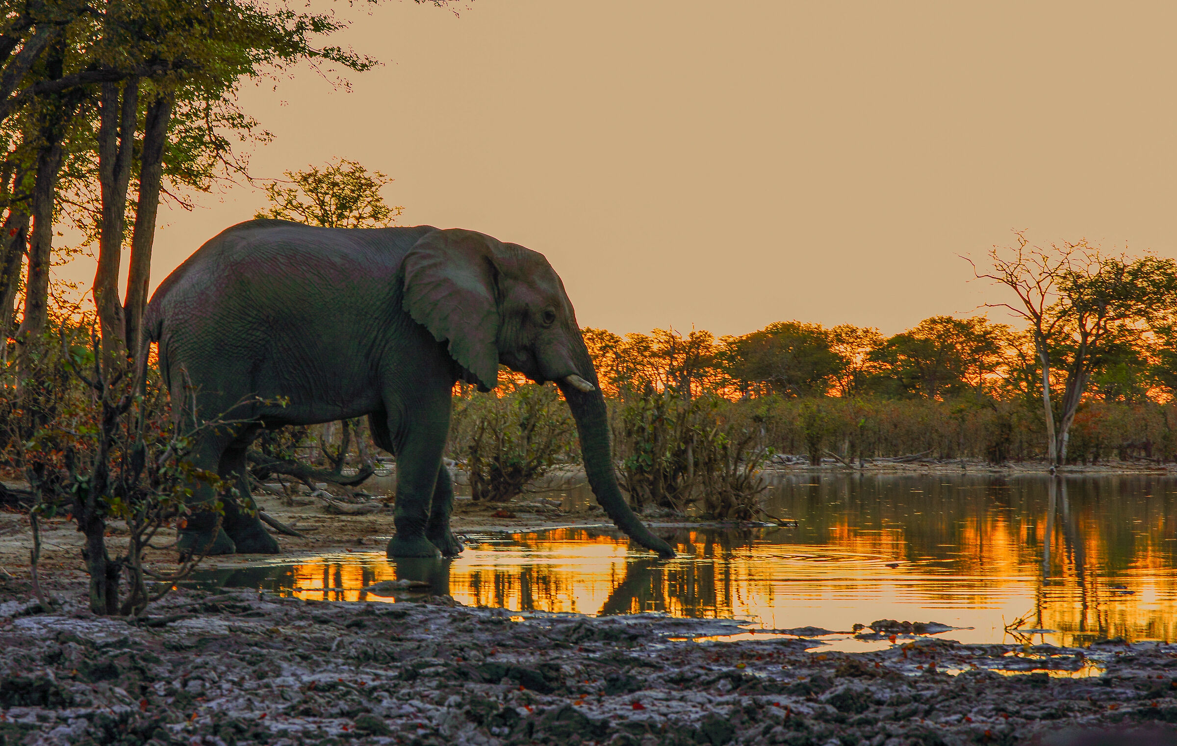 <tramonto nel Chobe...