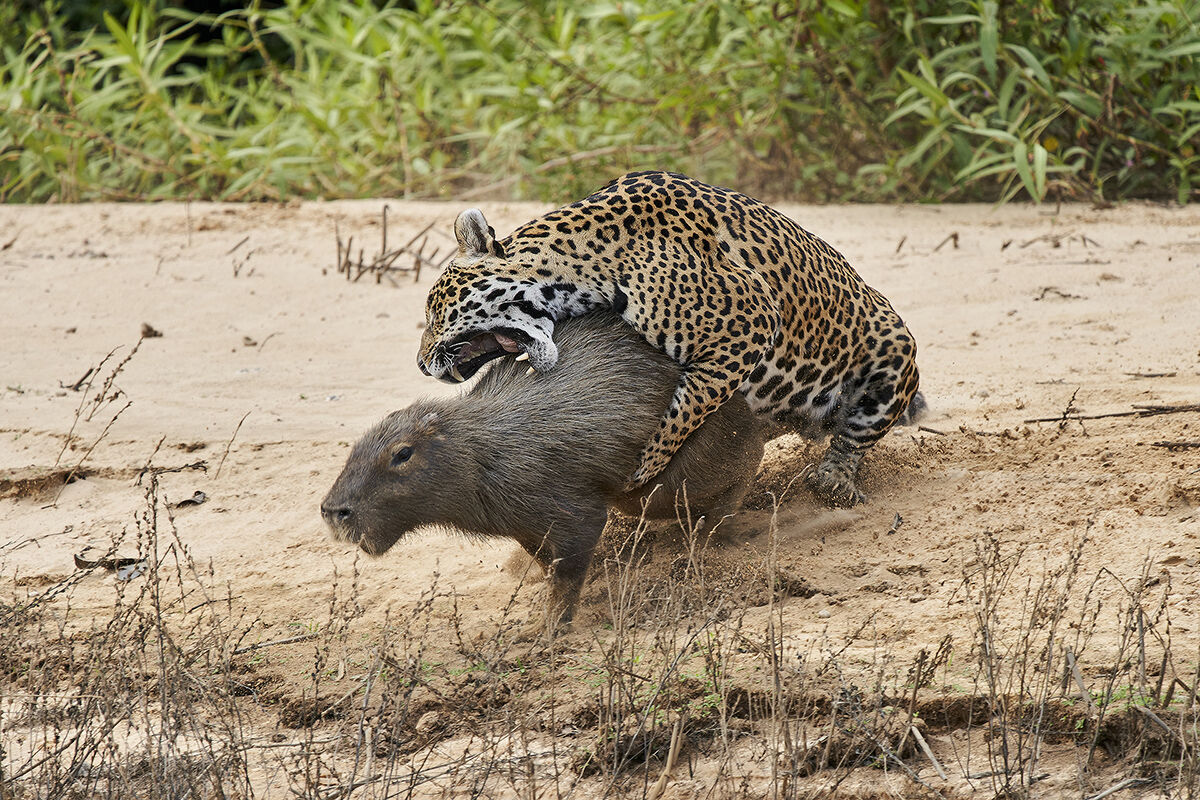 The jaguar and the capybara...