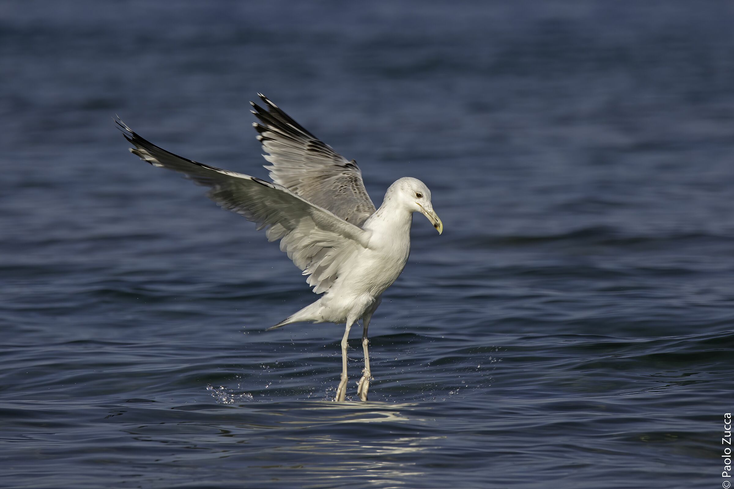 Seagull pontius dancing on water...