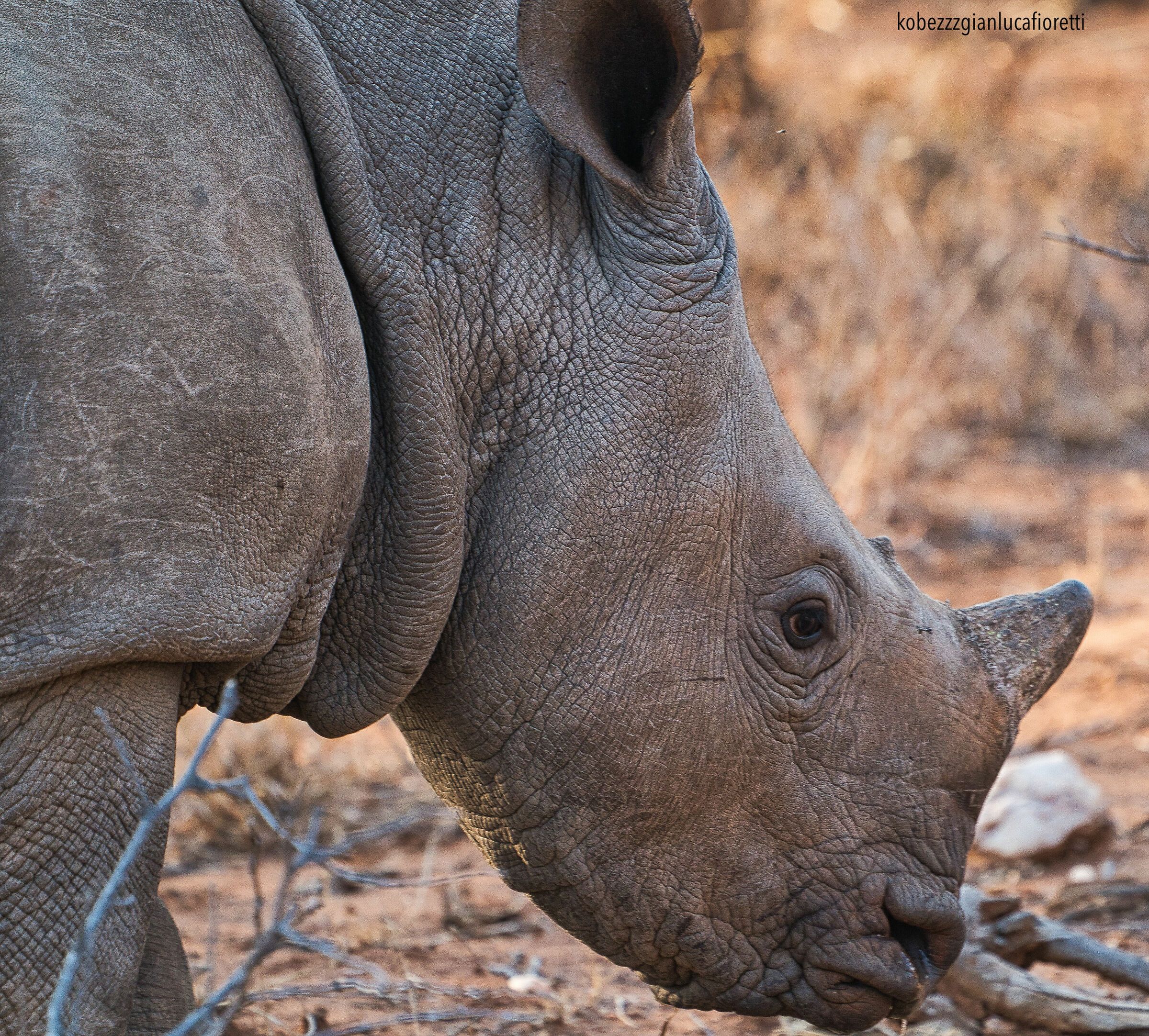 Portrait: Baby Rhino...
