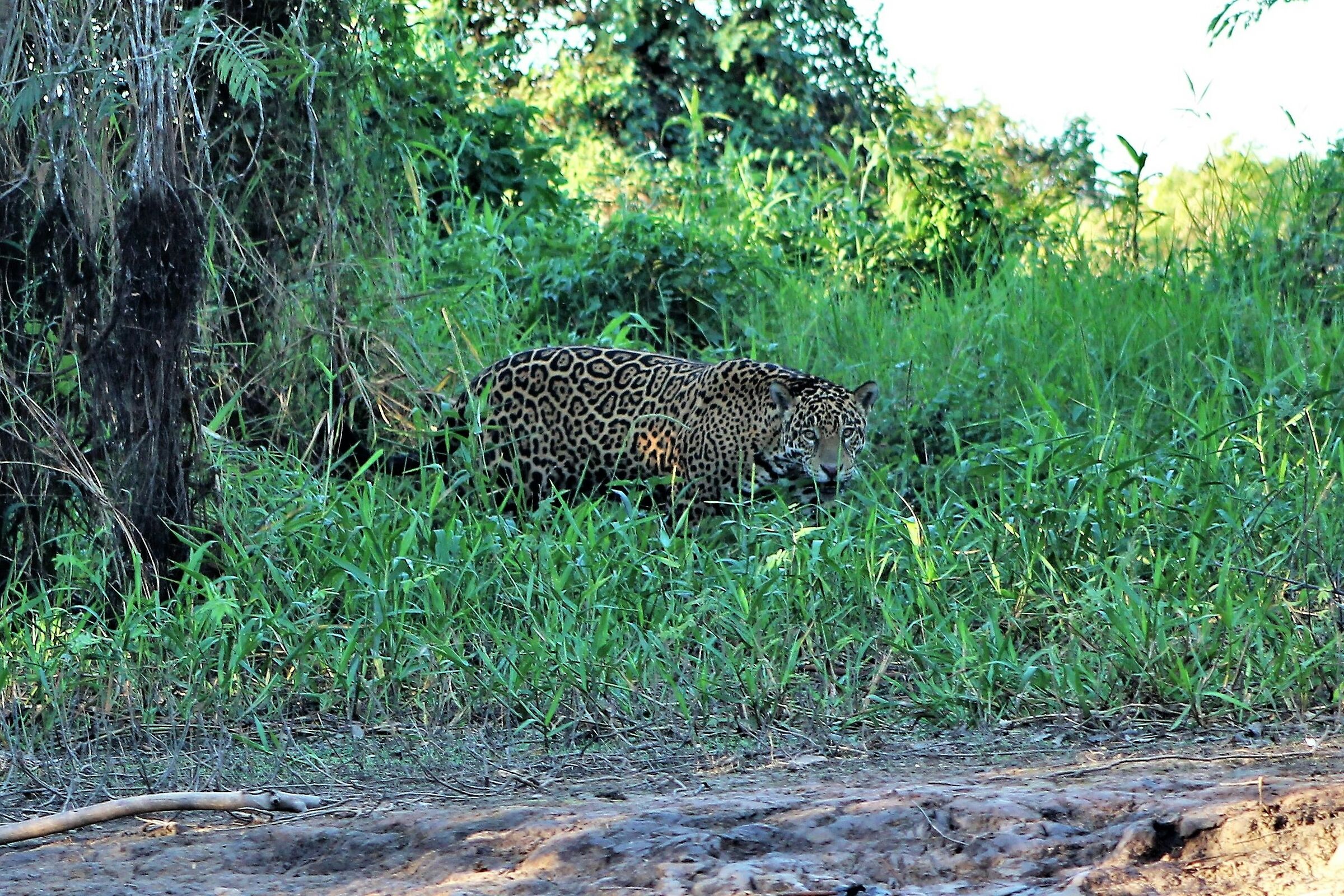 Timido giaguaro ci scruta dal fitto della vegetazione...